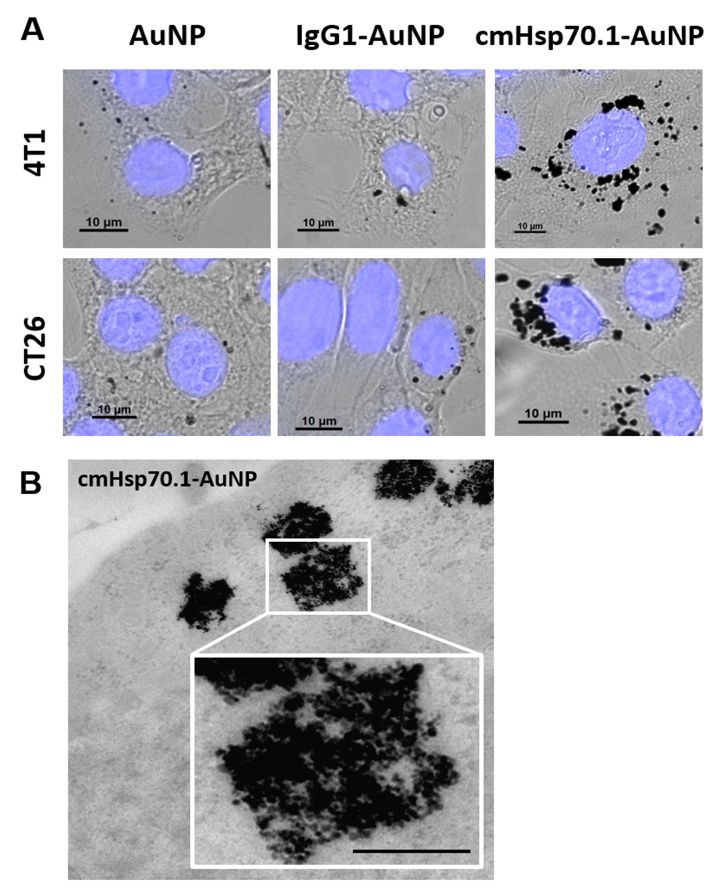 Cancers 12 01331 g003