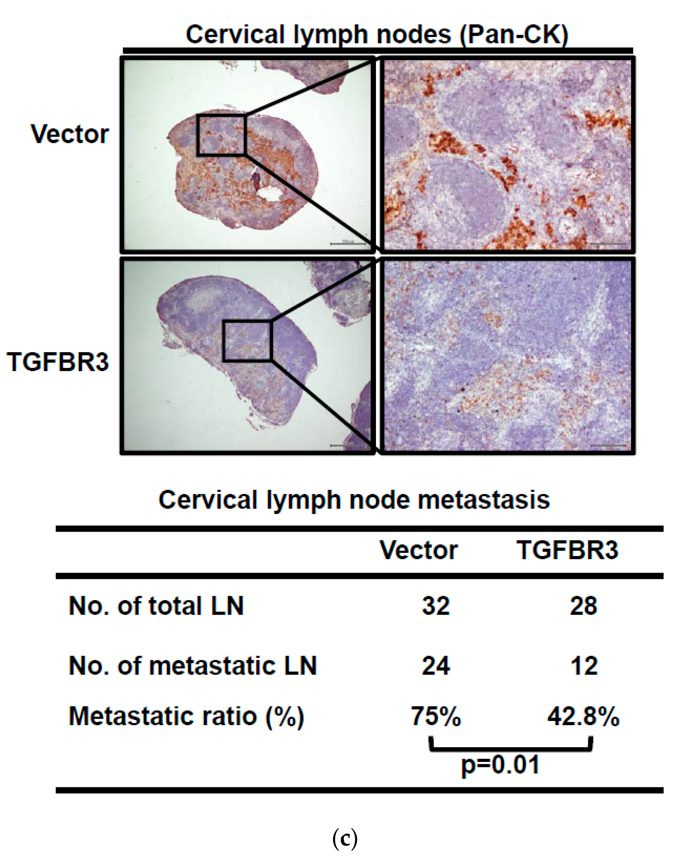 Cancers 12 01375 g003b