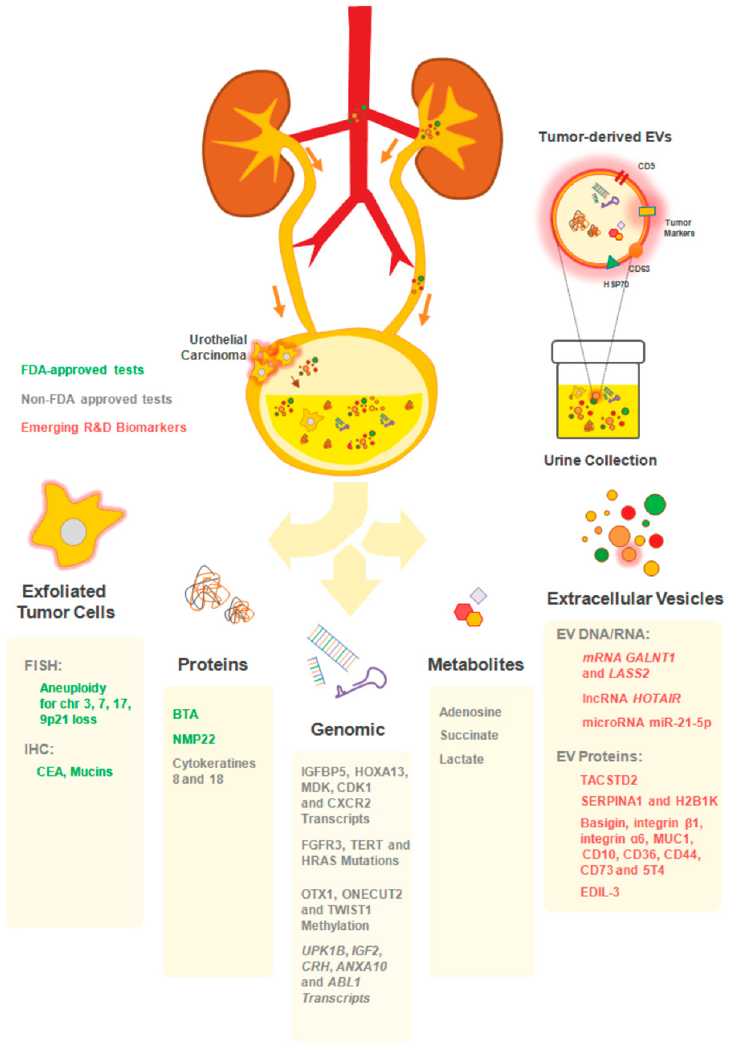 Cancers 12 01400 g001