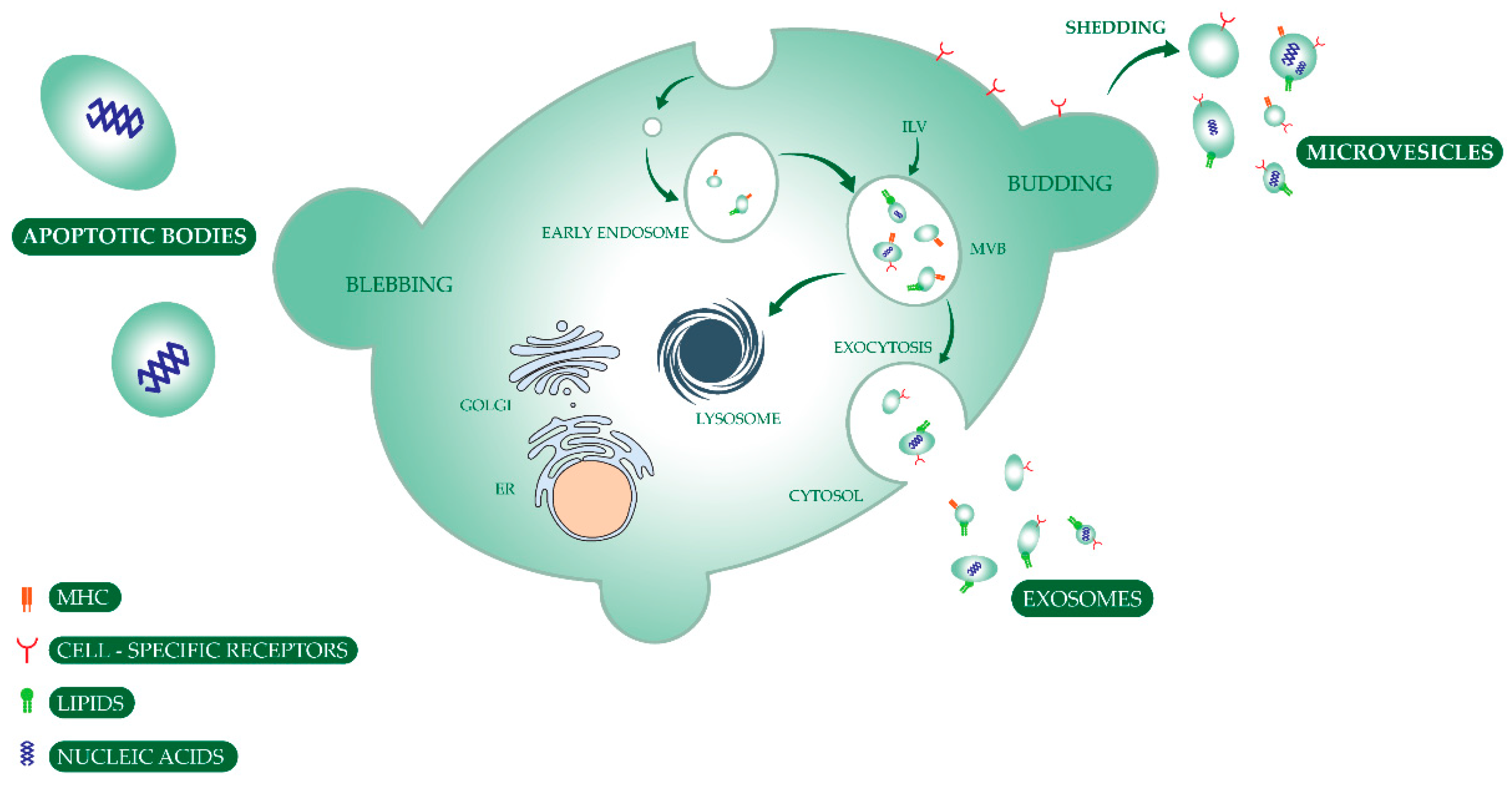 Cancers 12 01400 g002