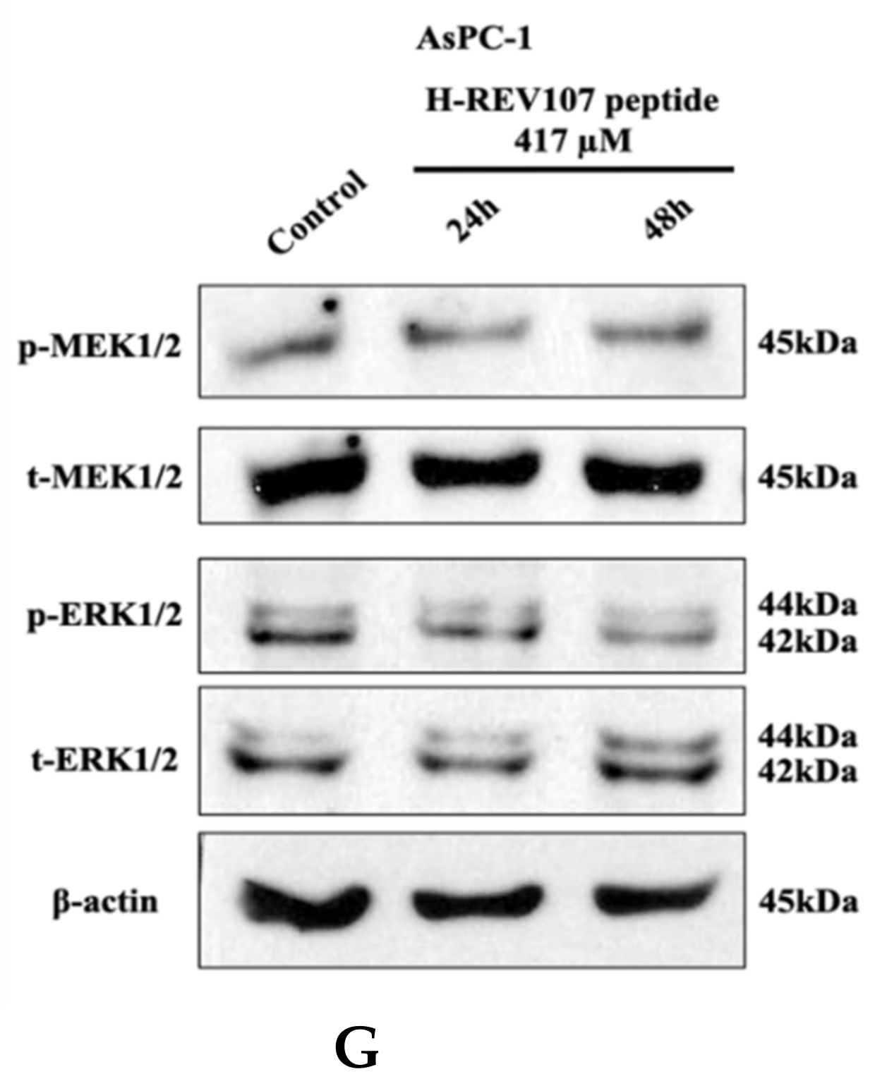 Cancers 12 01412 g003b