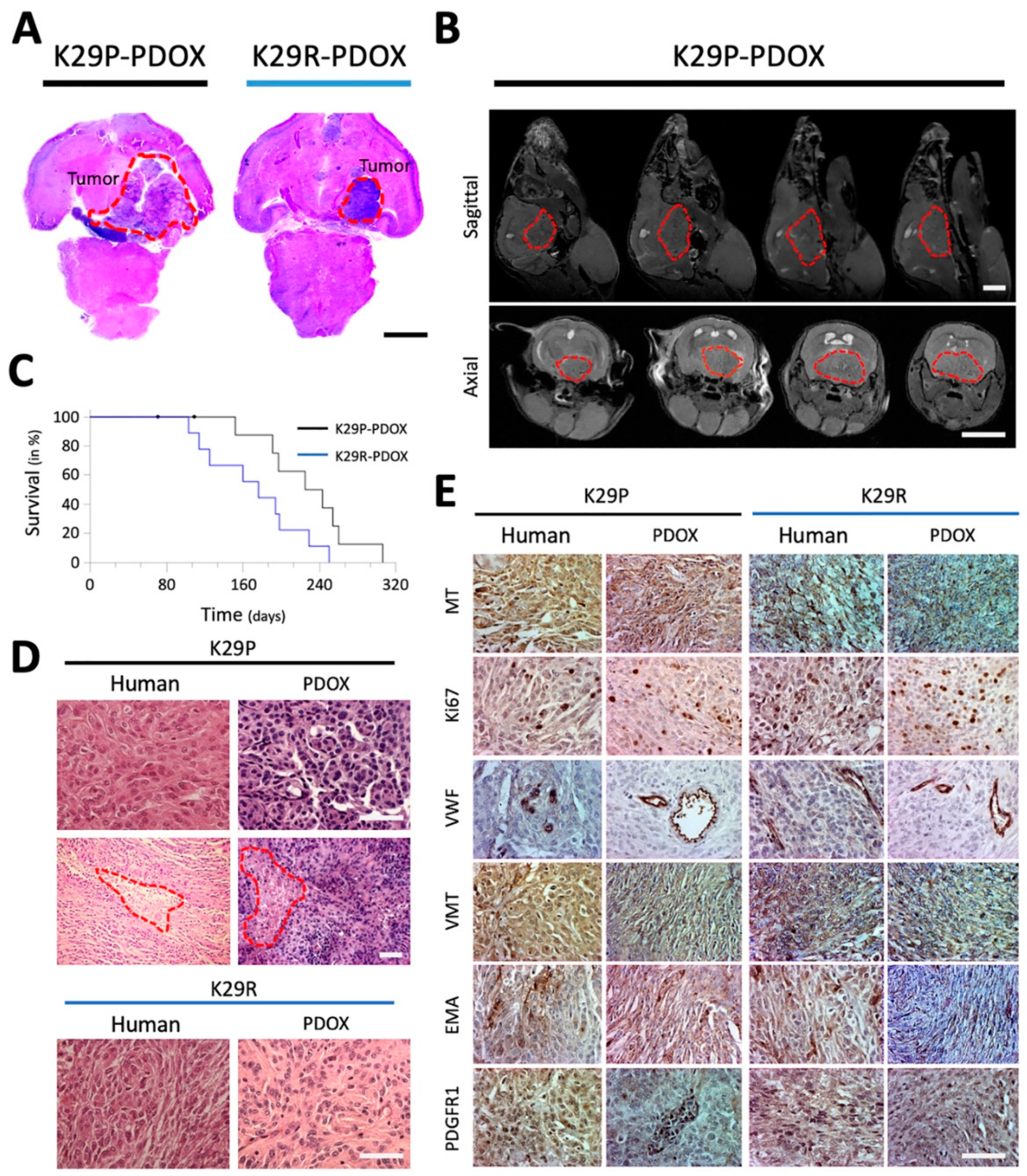 Cancers 12 01478 g001