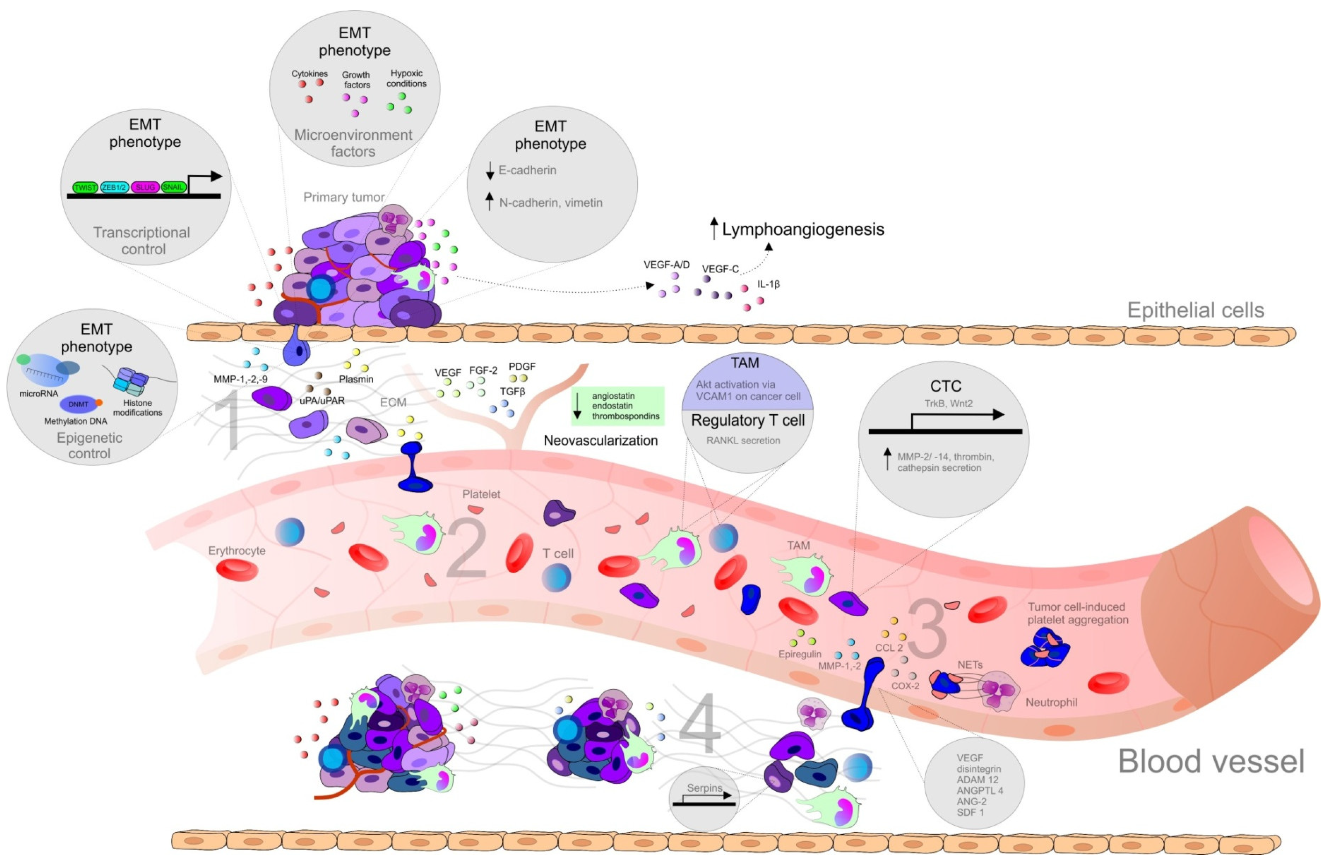 Cancers 12 01498 g001 Cancers 12 01498 g001
