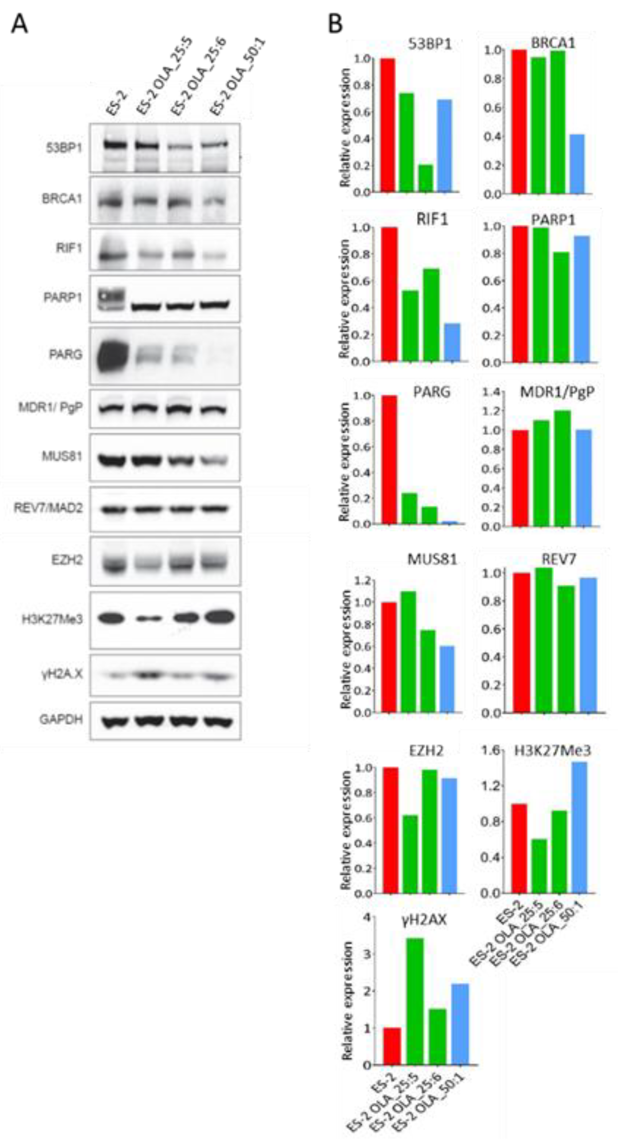 Cancers 12 01503 g003 Cancers 12 01503 g003