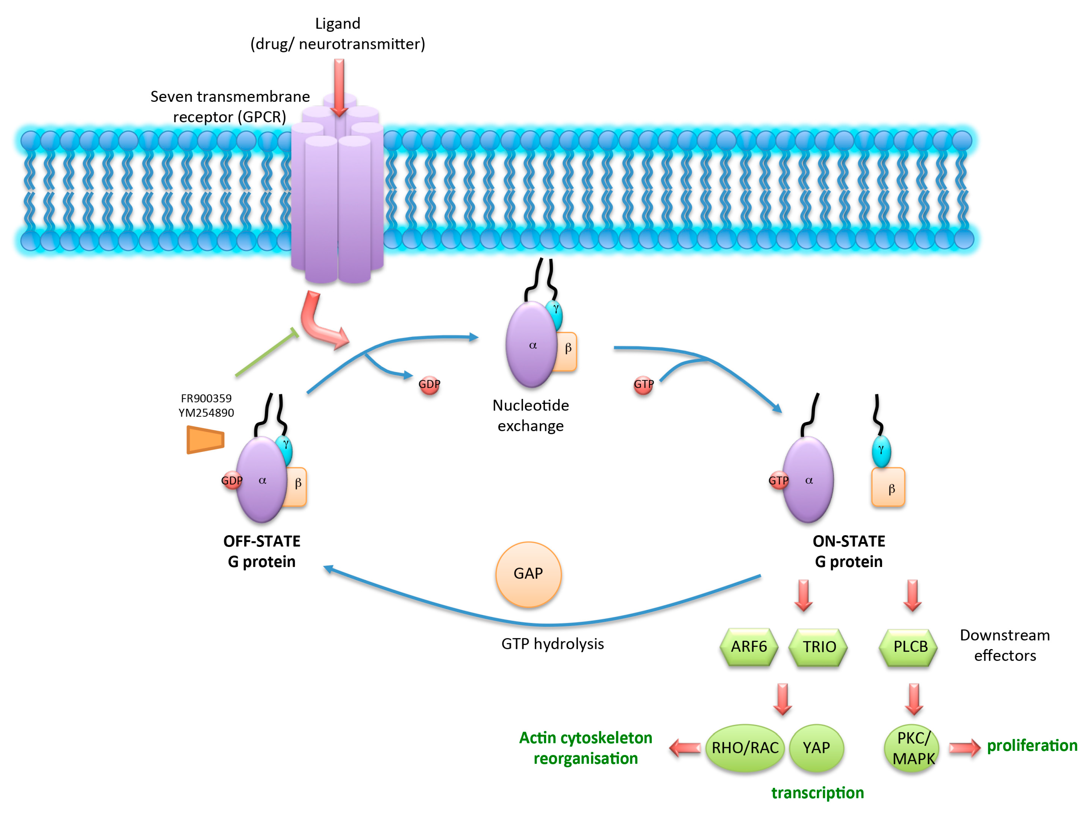 Cancers 12 01524 g001