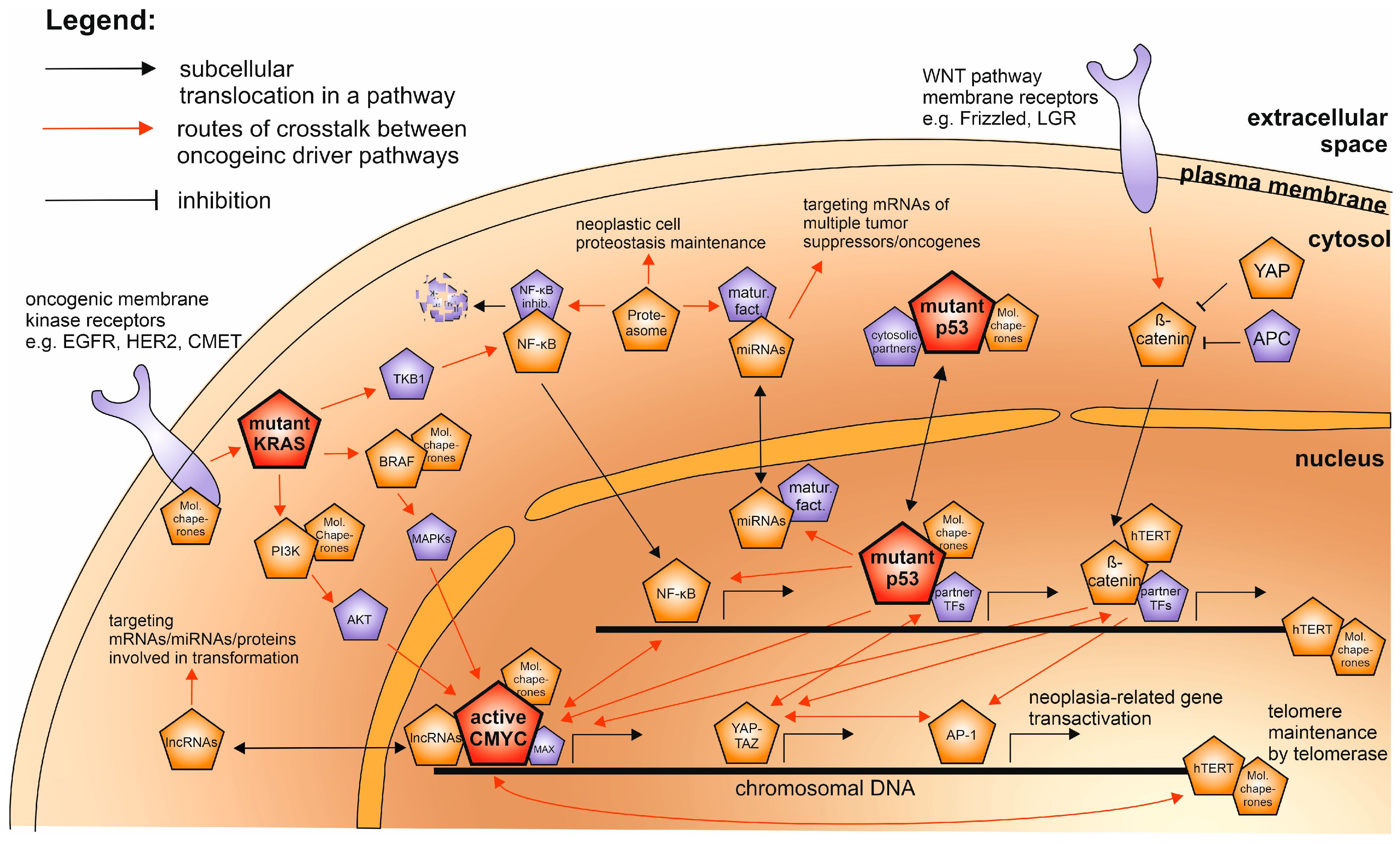 Cancers 12 01532 g004