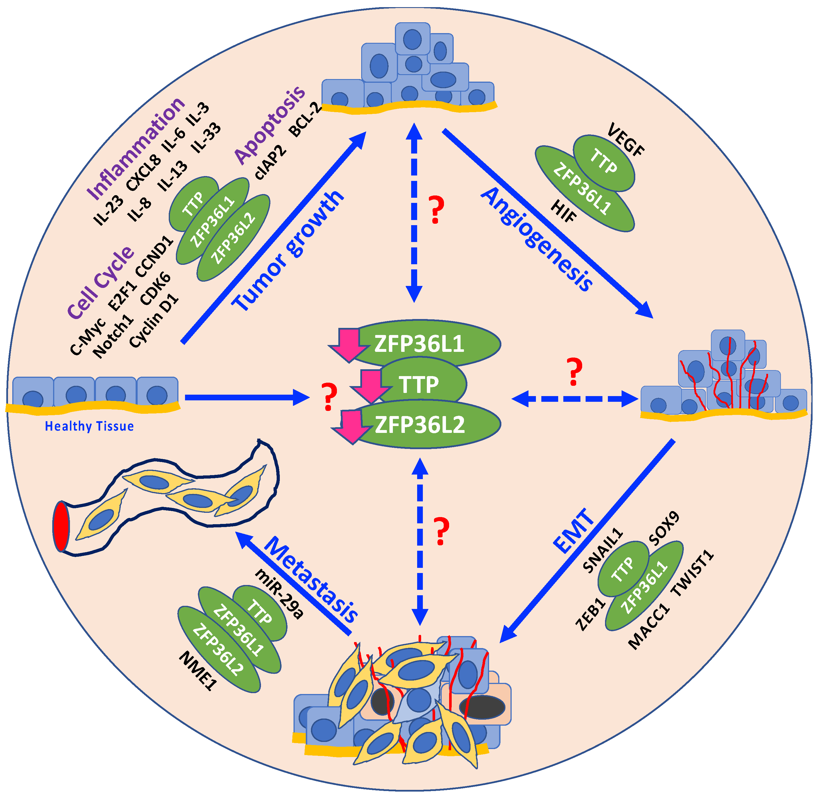 Cancers 12 01539 g001