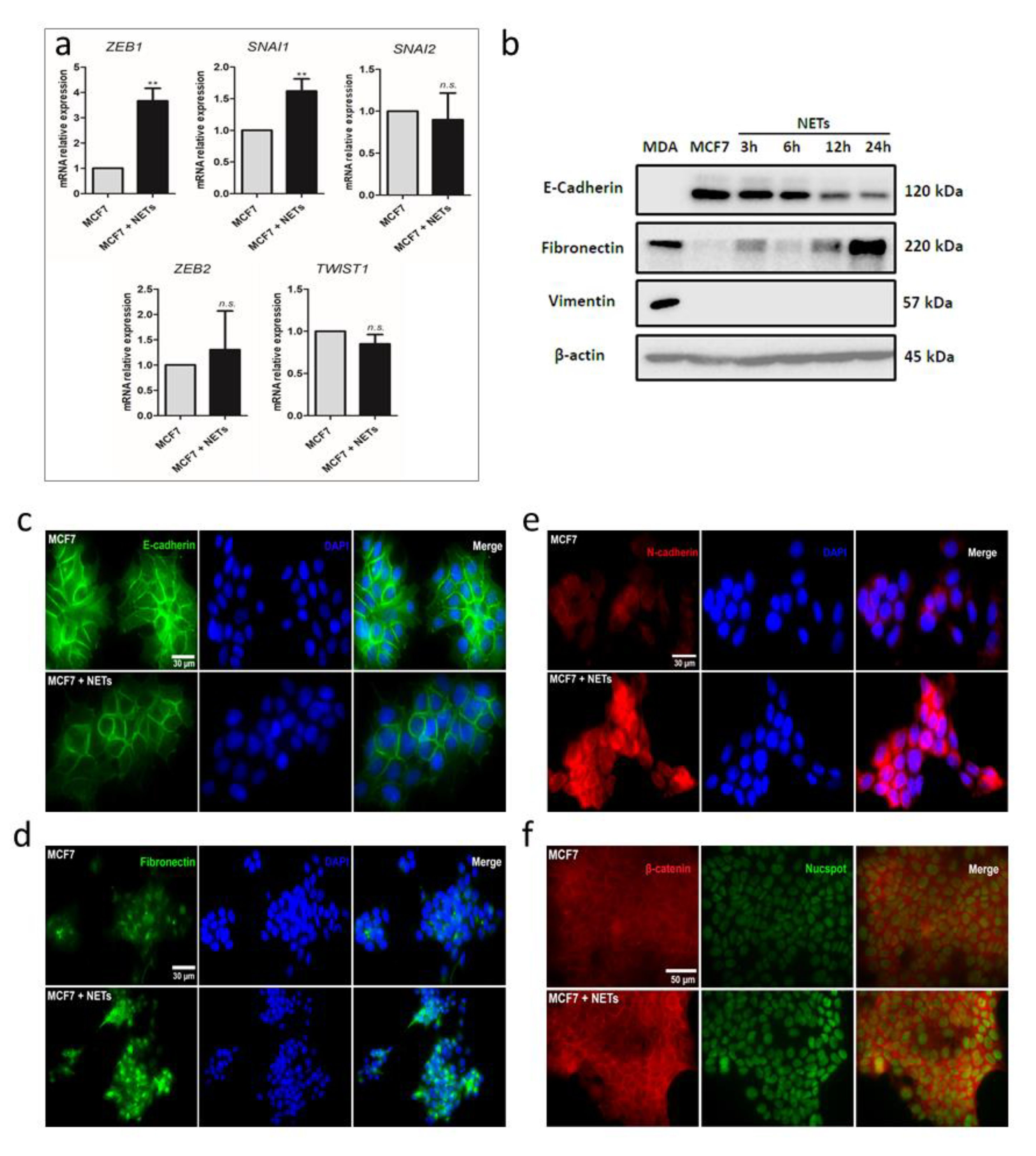 Cancers 12 01542 g002