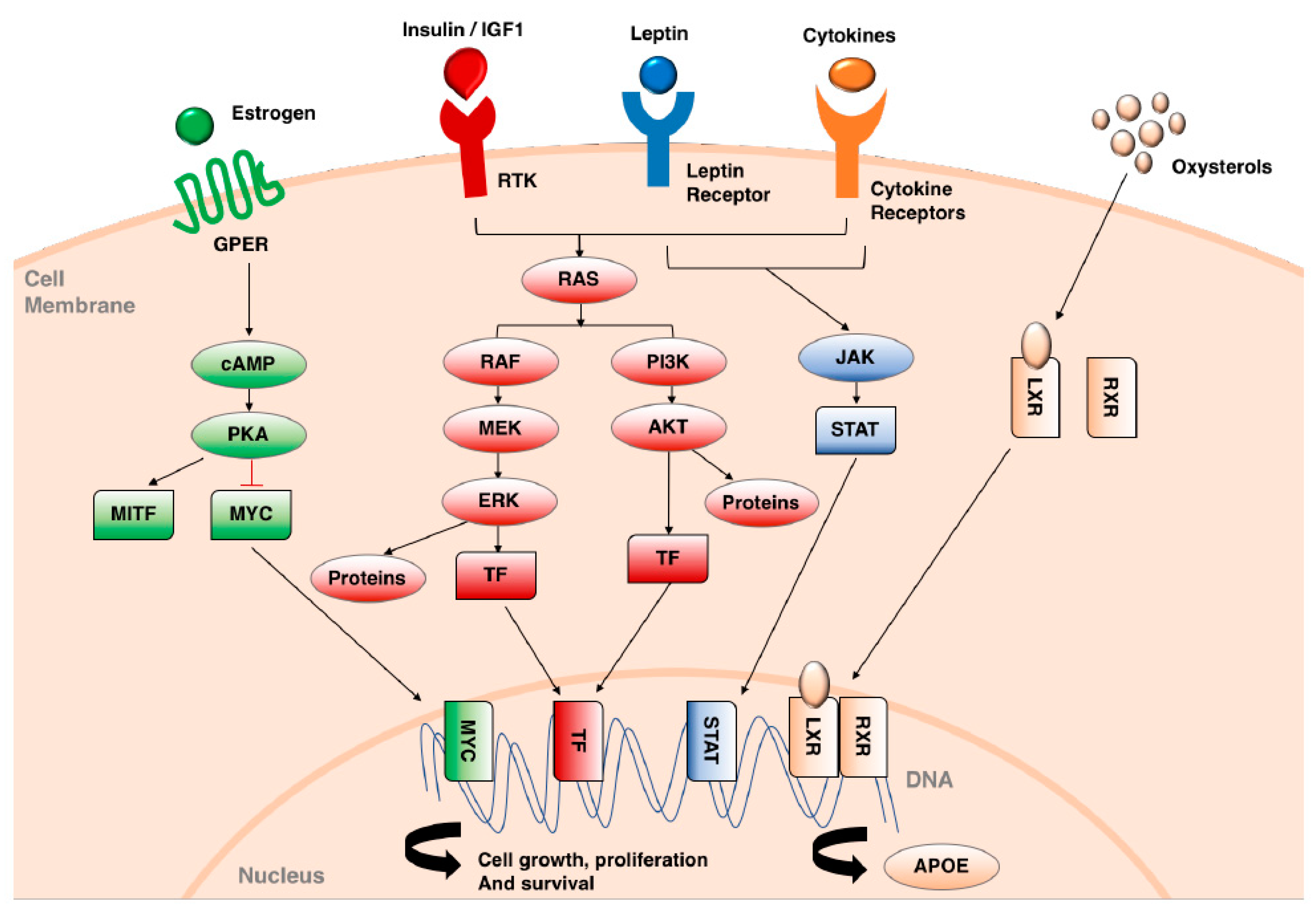 Cancers 12 01583 g001