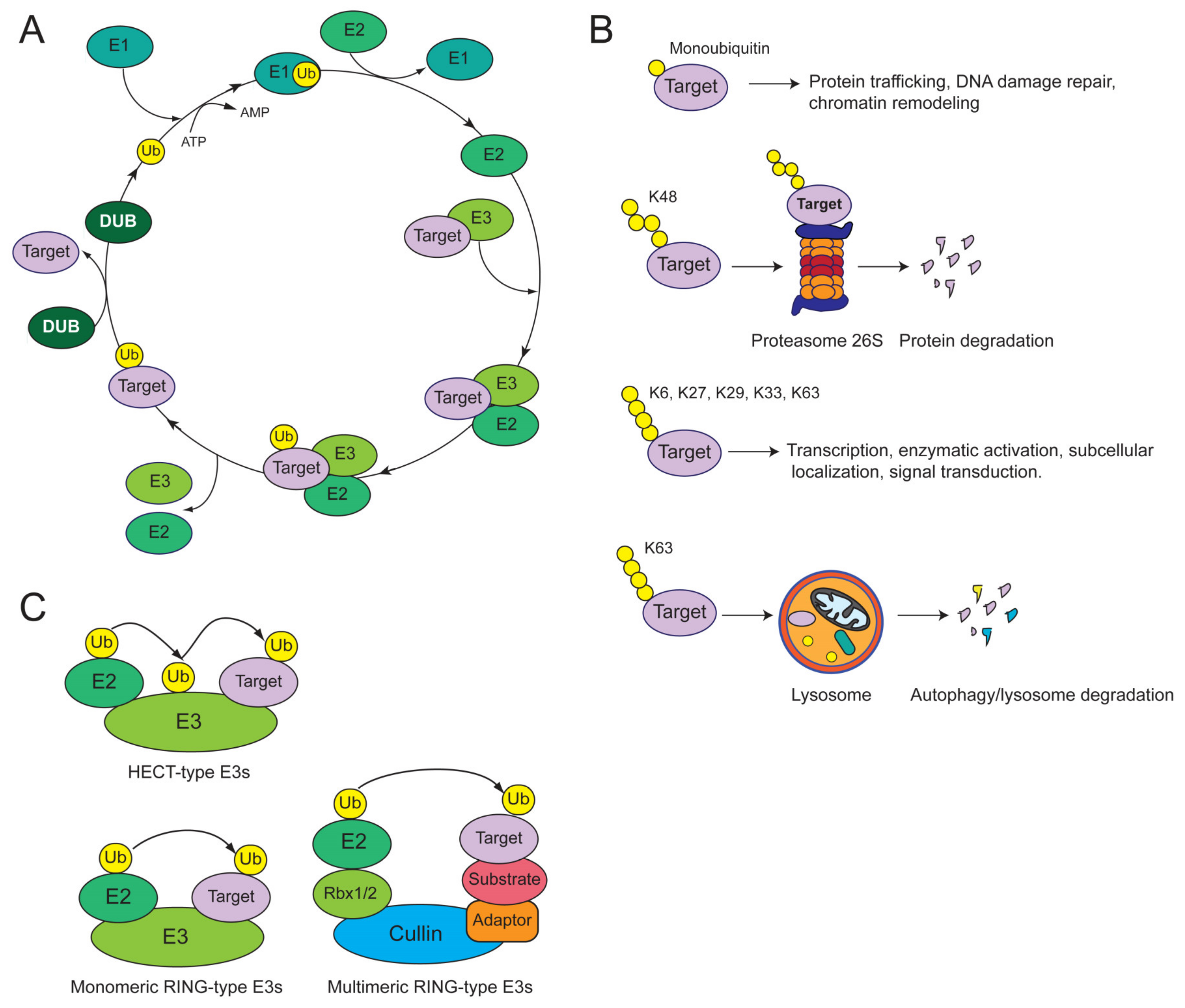 Cancers 12 01595 g001