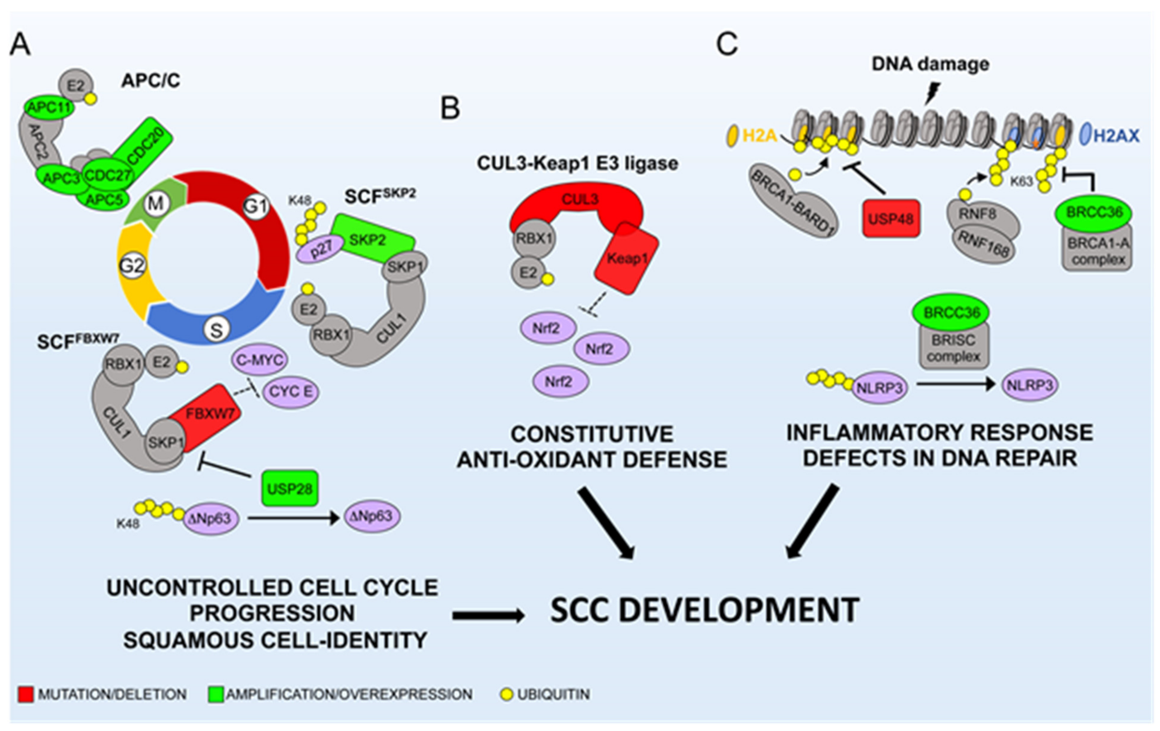 Cancers 12 01595 g002