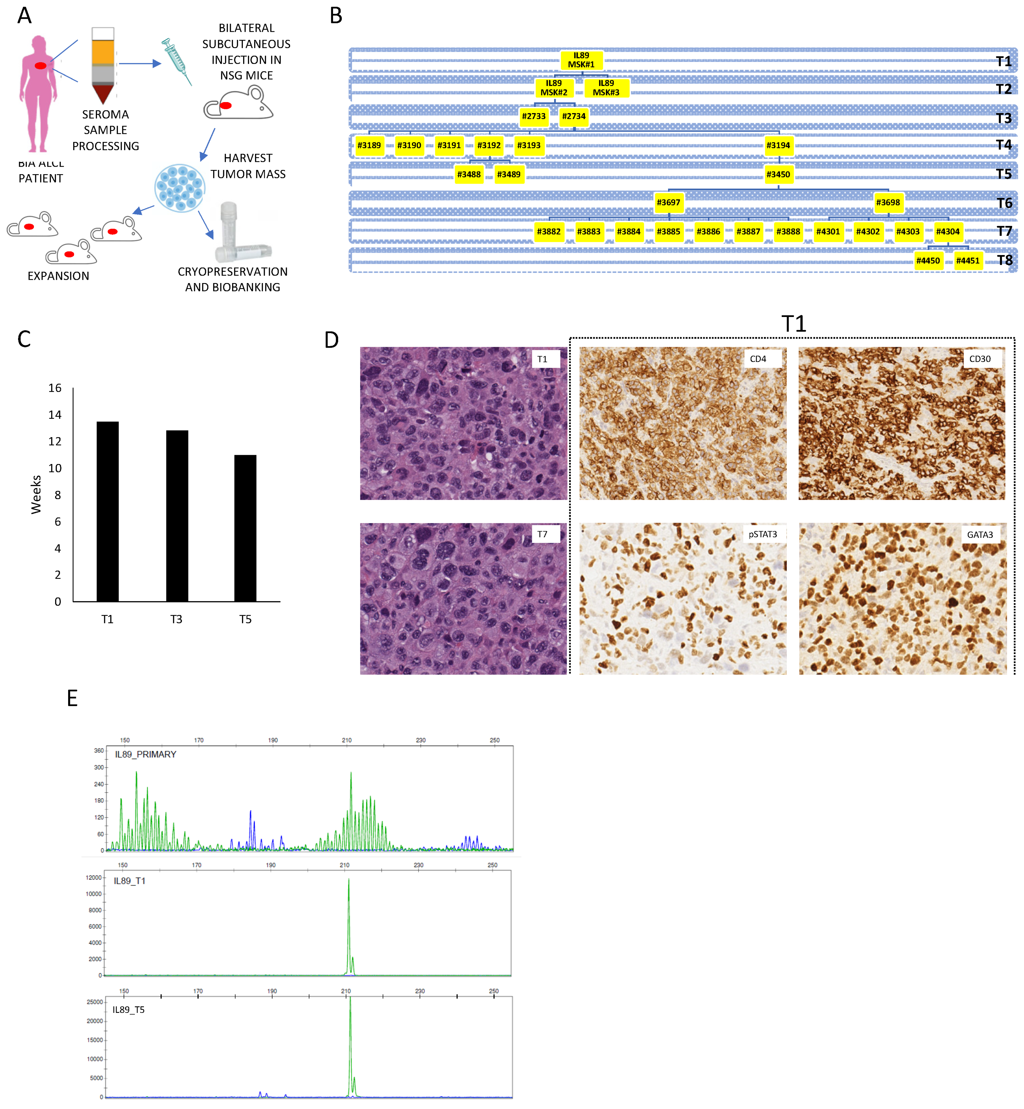 Cancers 12 01603 g001