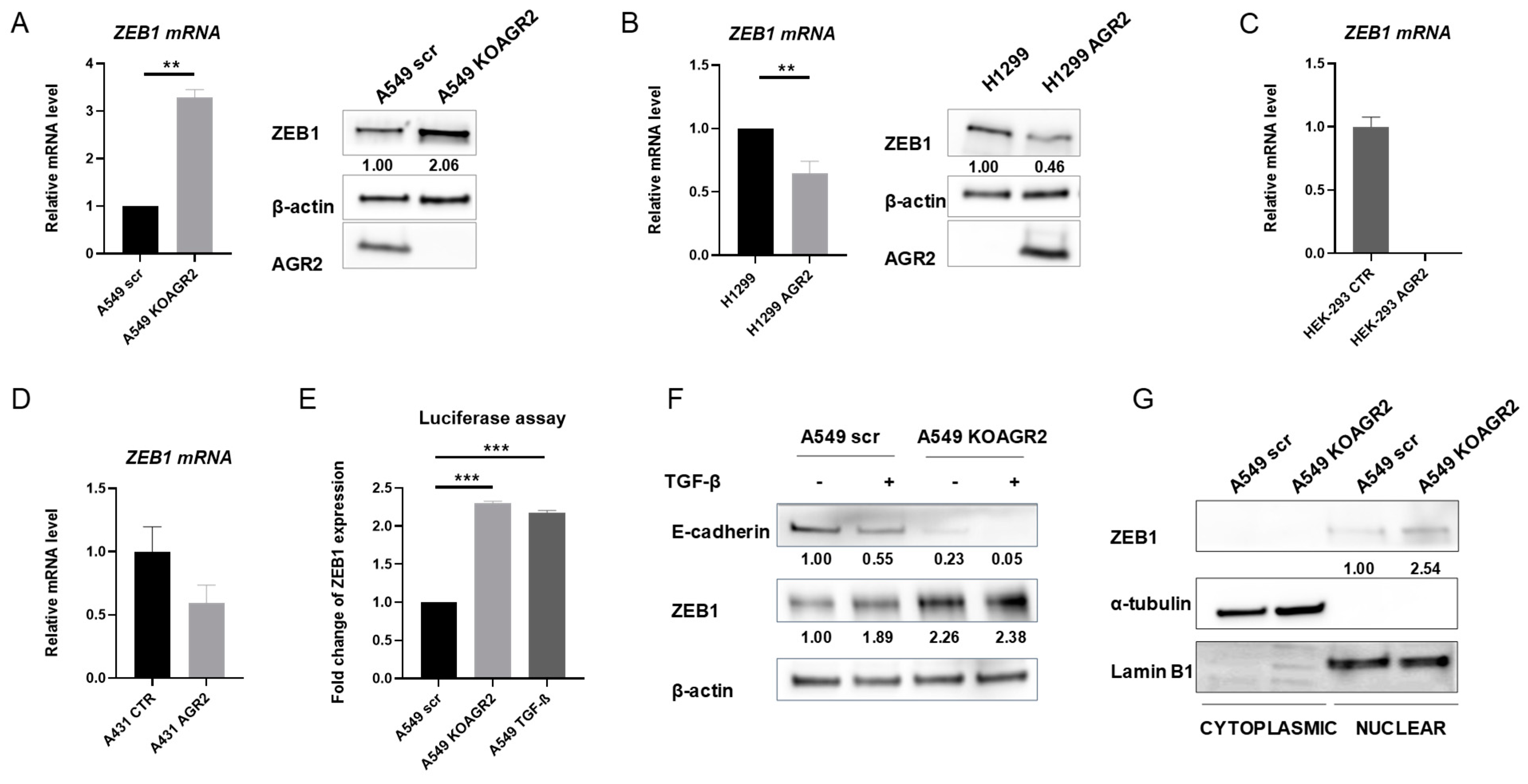 Cancers 12 01614 g004