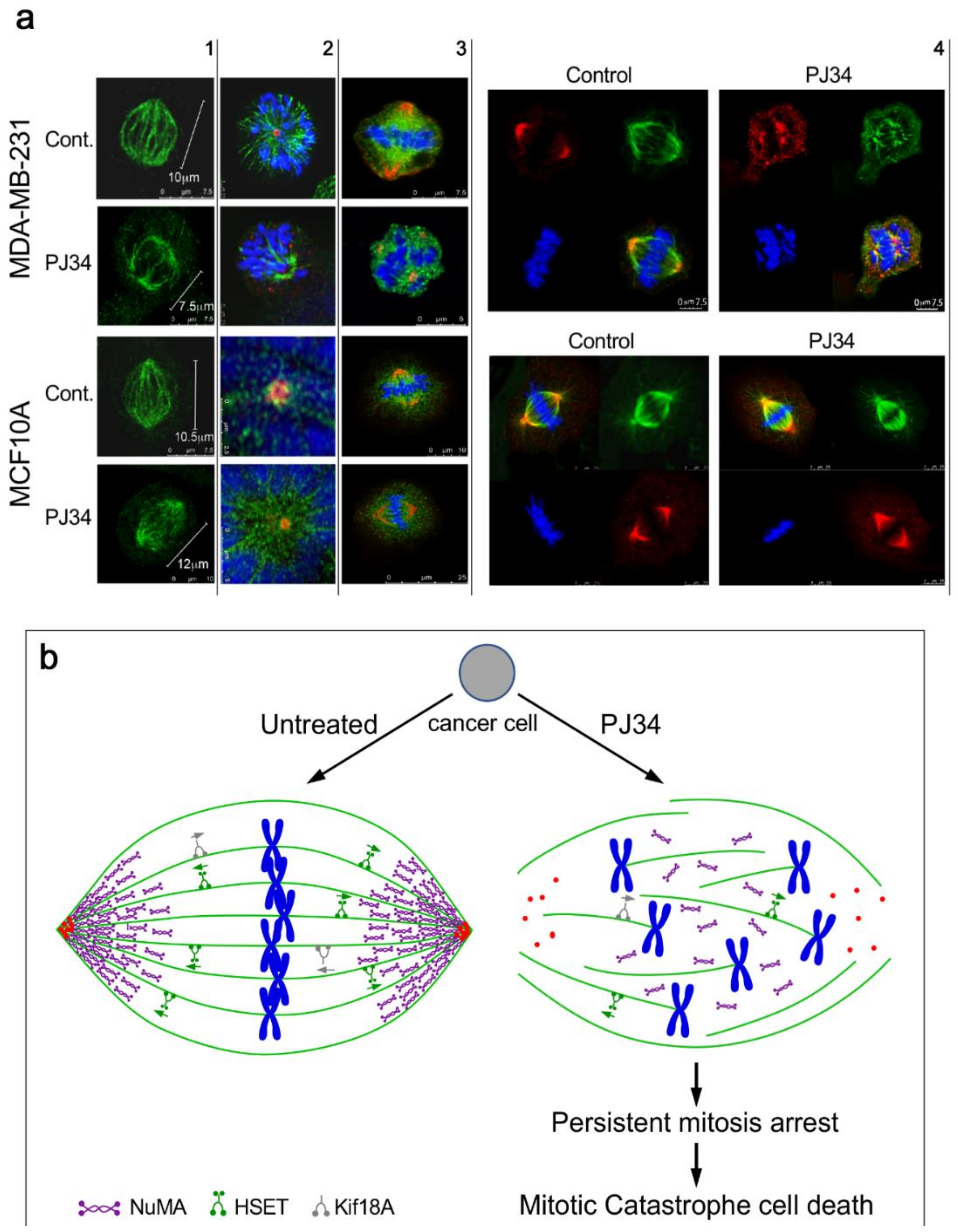 Cancers 12 01628 g003