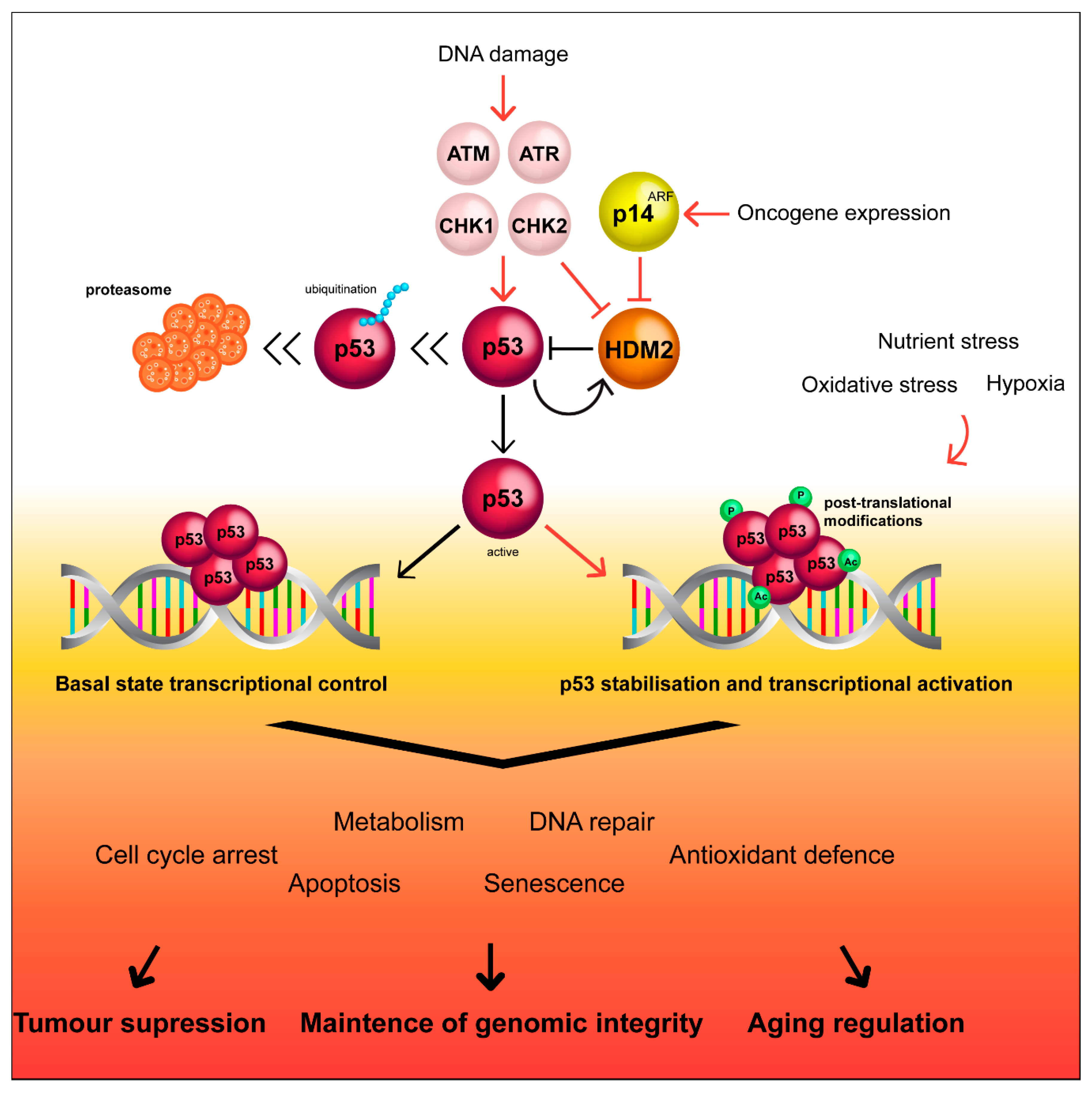 Cancers 12 01659 g001