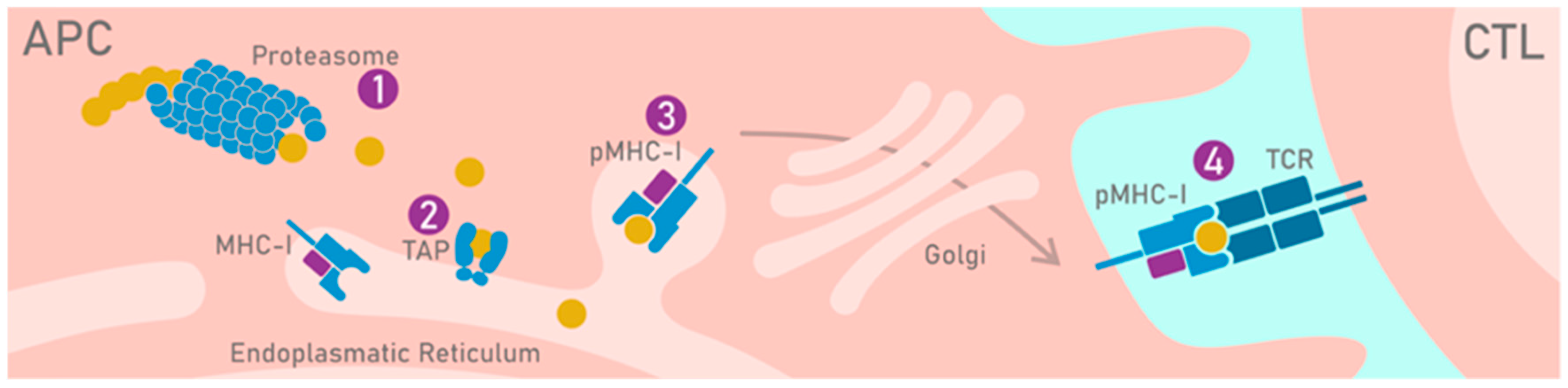 Cancers 12 01660 g003 Cancers 12 01660 g003