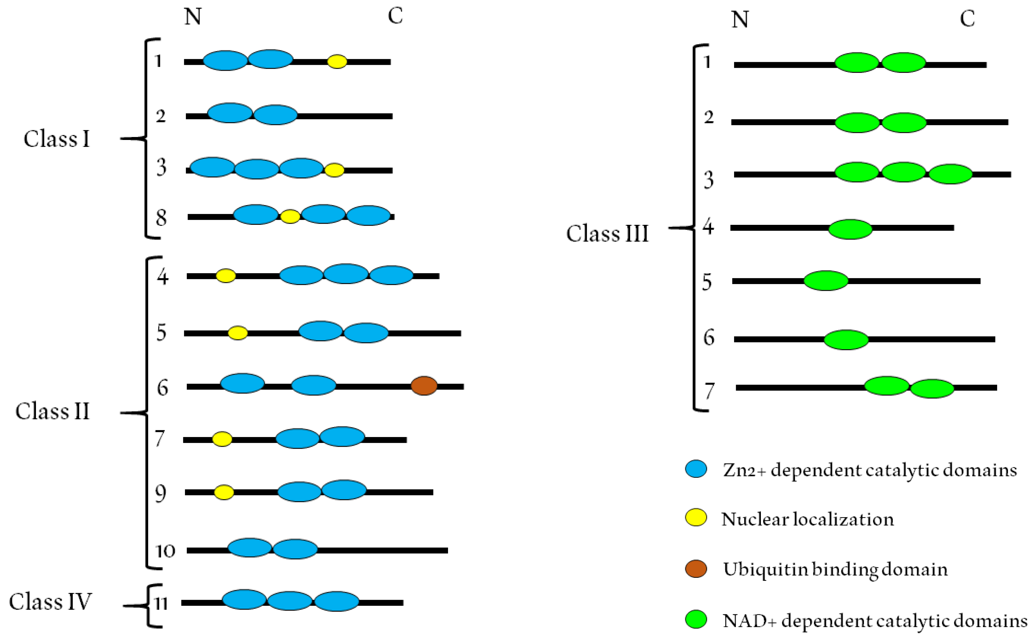 Roles of Histone Deacetylases and Inhibitors in Anticancer Therapy | MDPI