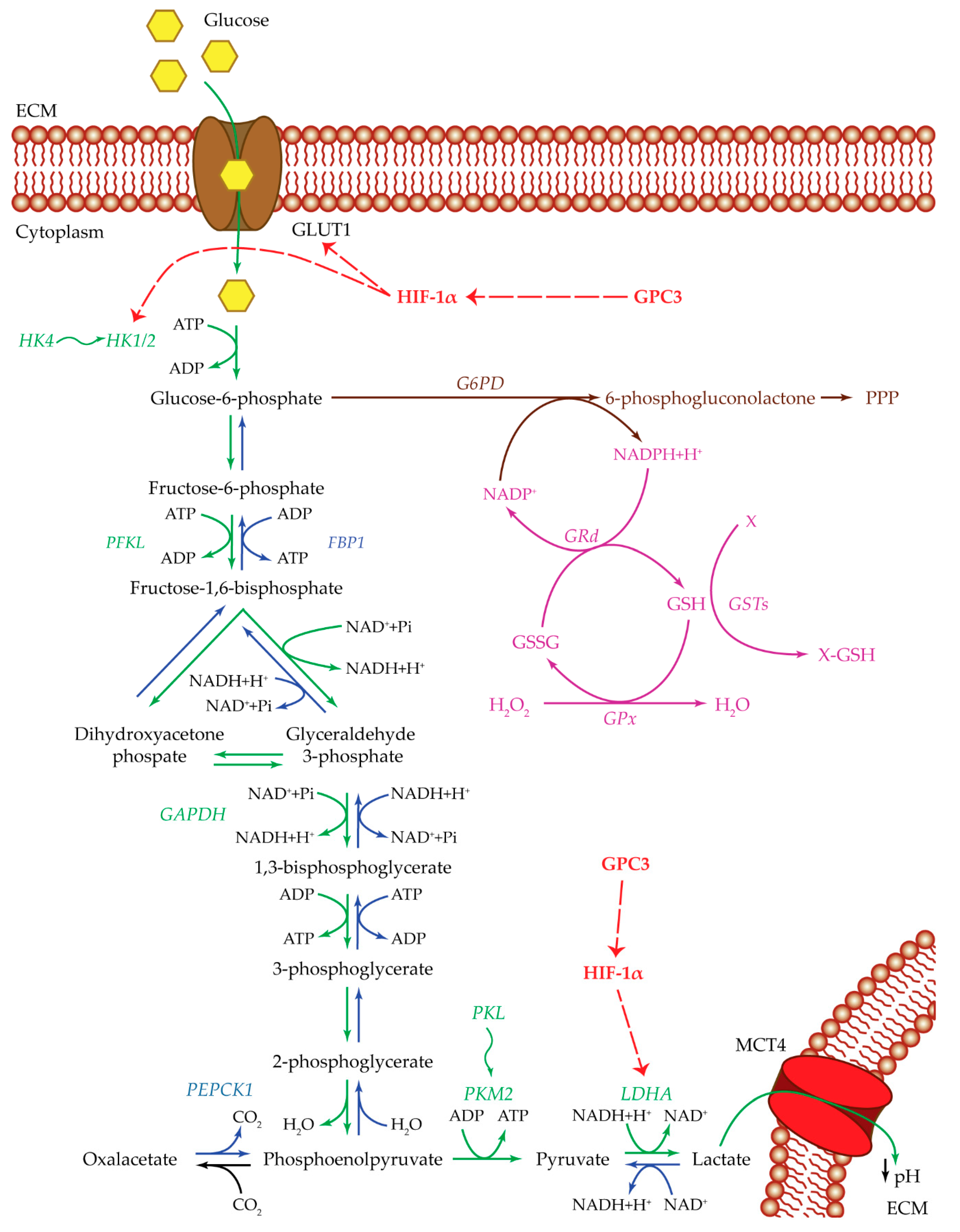 Cancers 12 01668 g001 Cancers 12 01668 g001