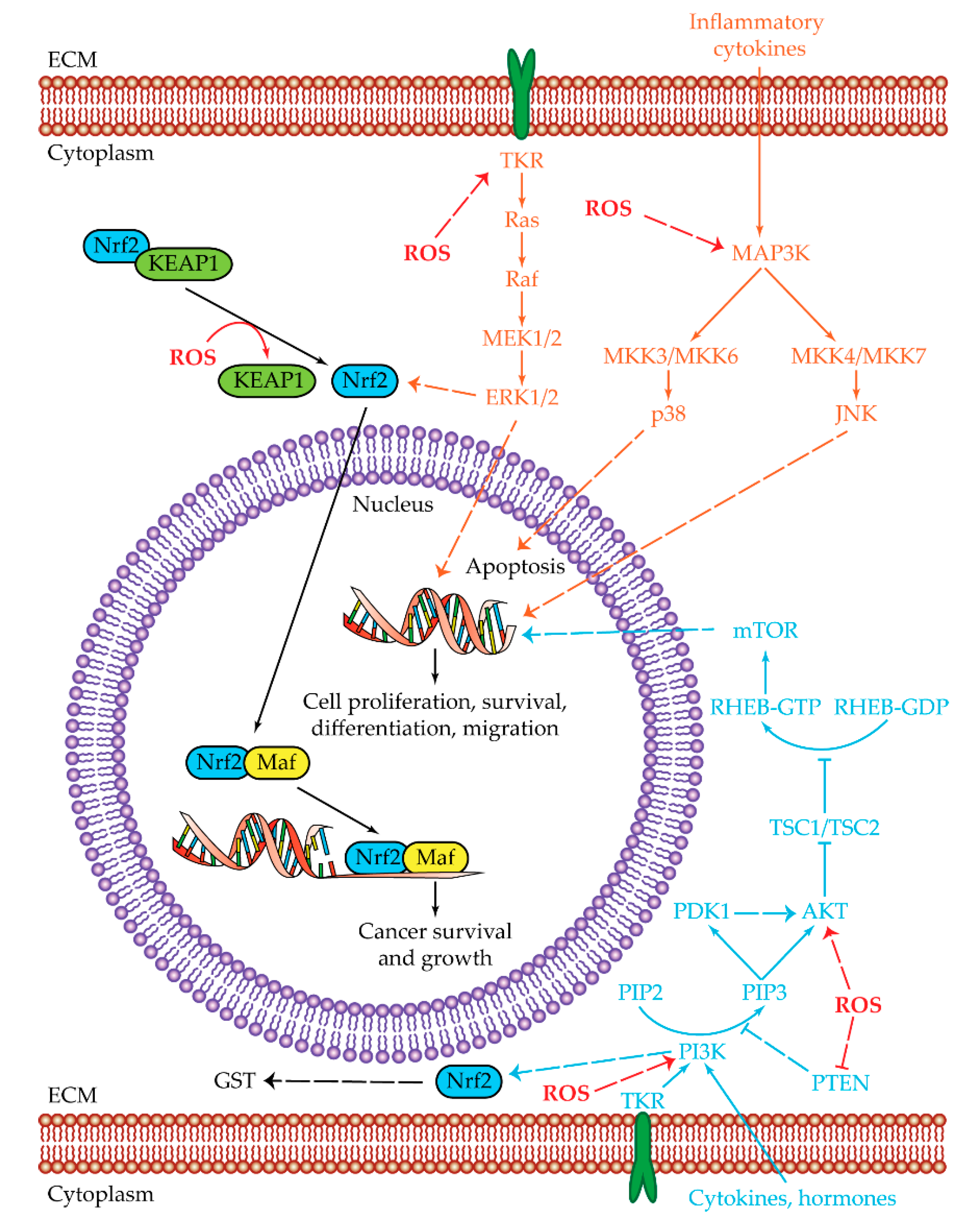 Cancers 12 01668 g002 Cancers 12 01668 g002