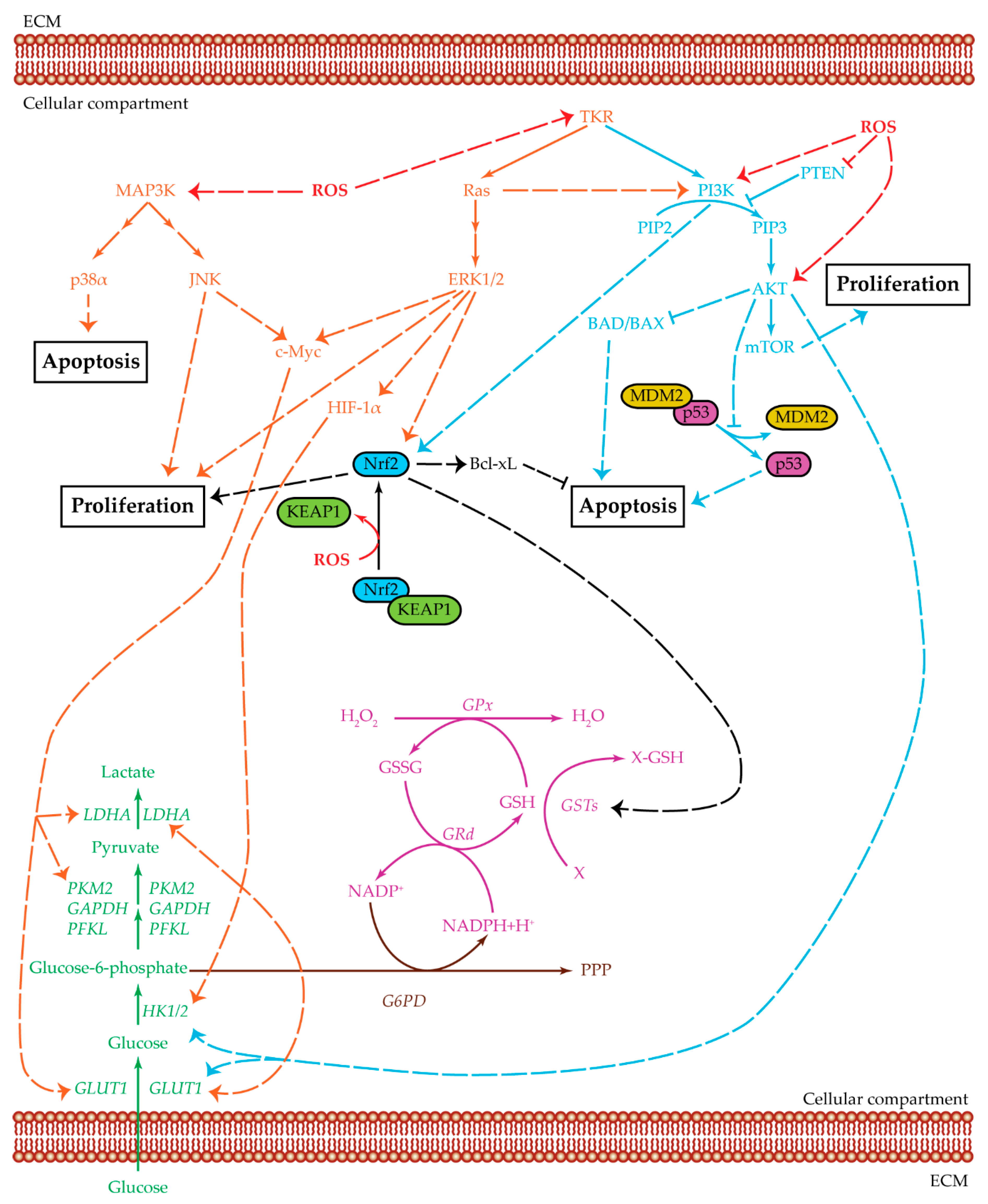 Cancers 12 01668 g003 Cancers 12 01668 g003