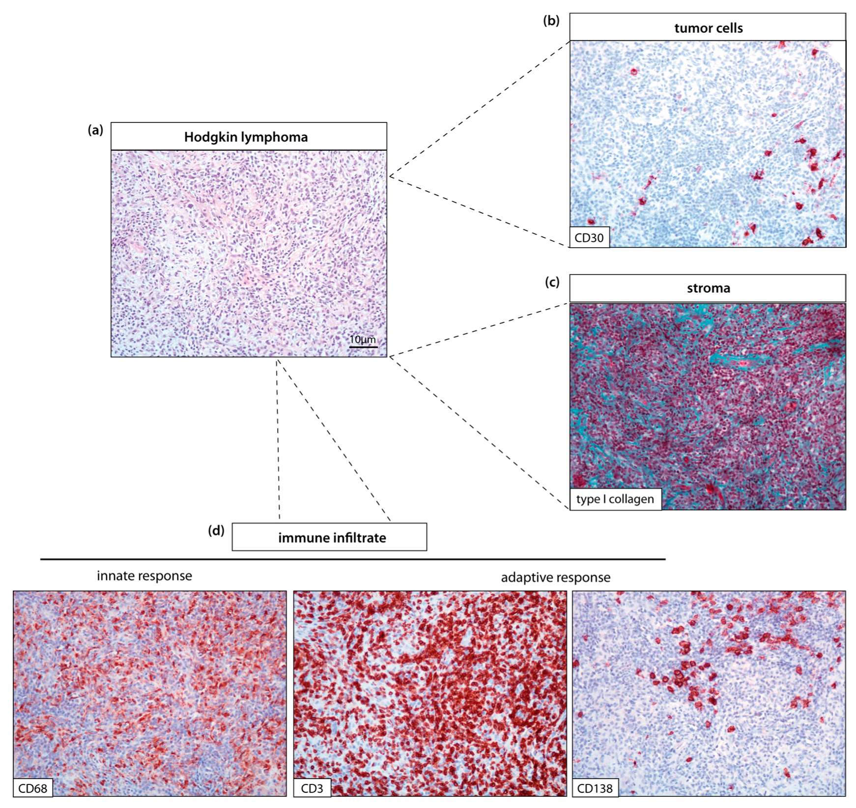 Cancers 12 01677 g001 Cancers 12 01677 g001