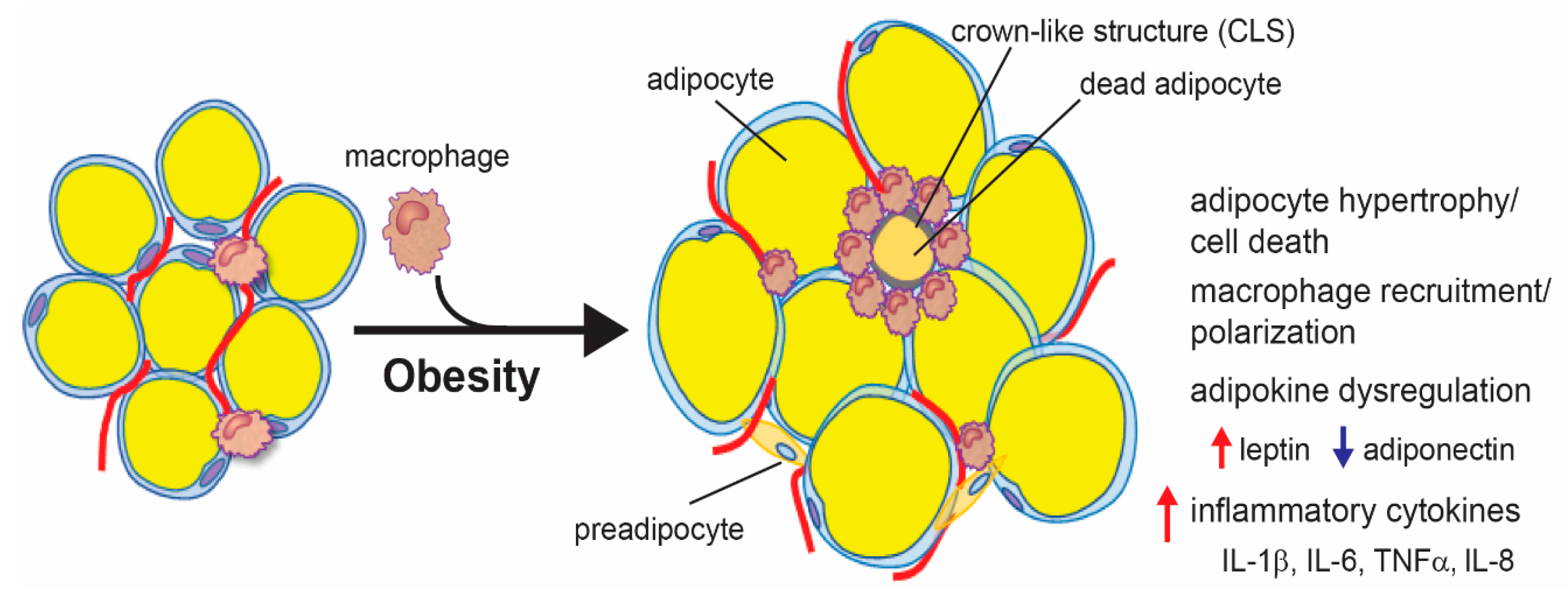 Cancers 12 01686 g001