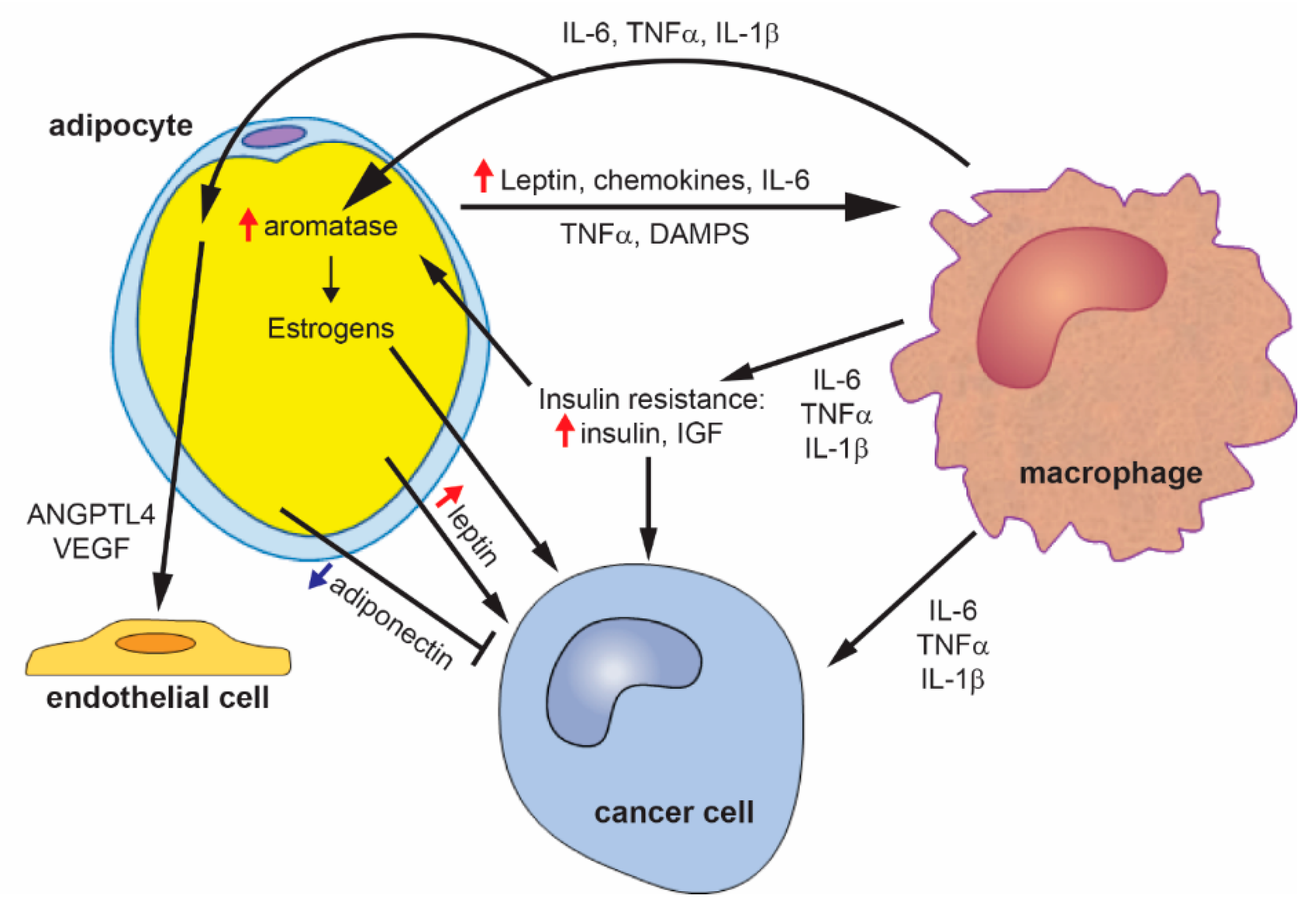 Cancers 12 01686 g002