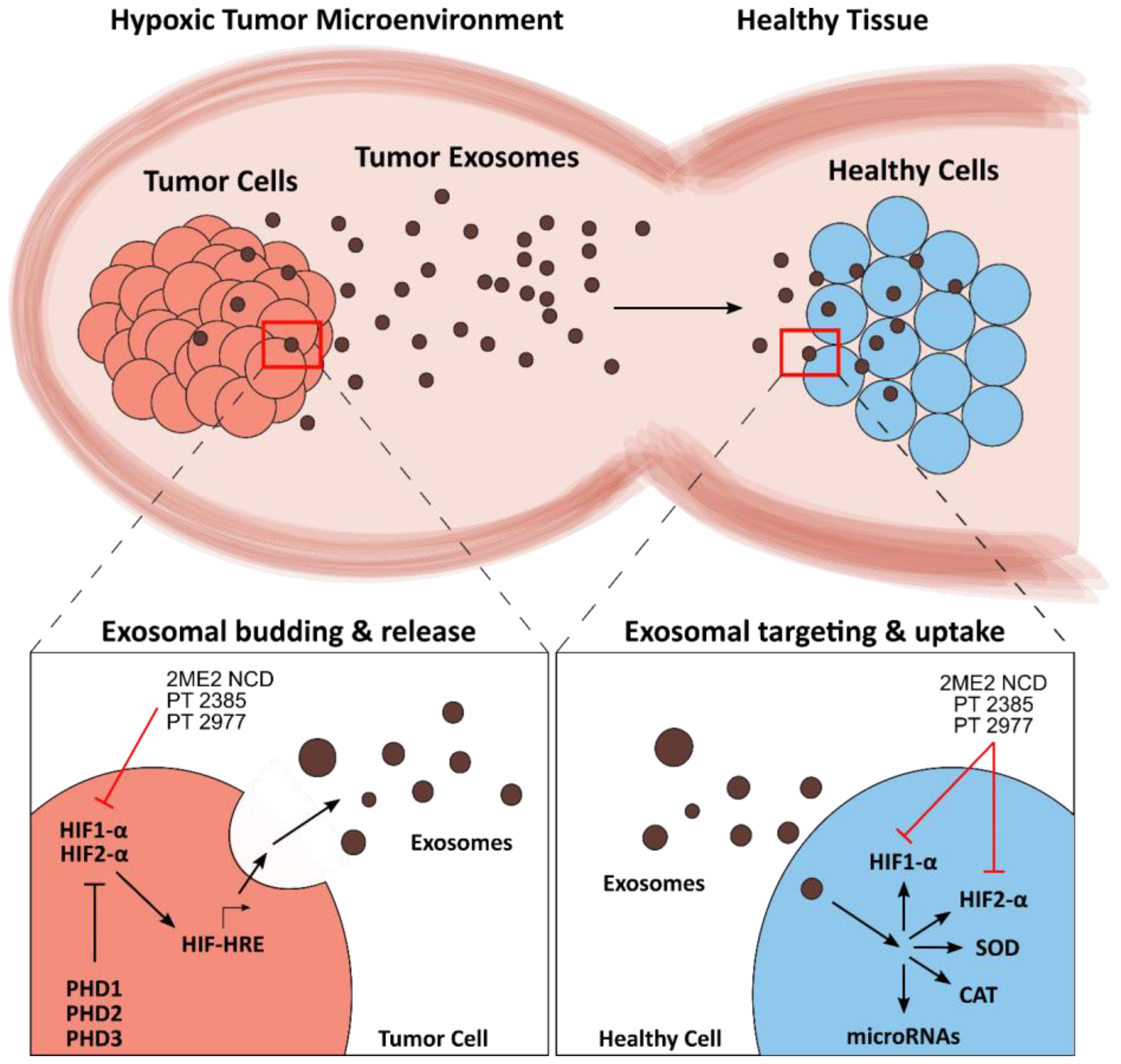 Cancers 12 01706 g003