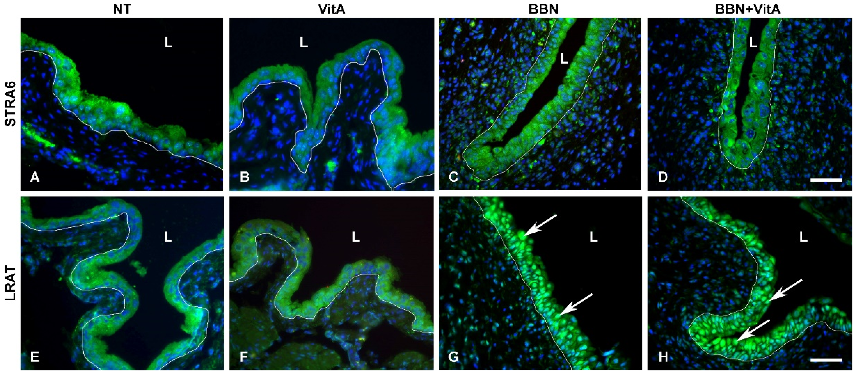 Cancers 12 01712 g007