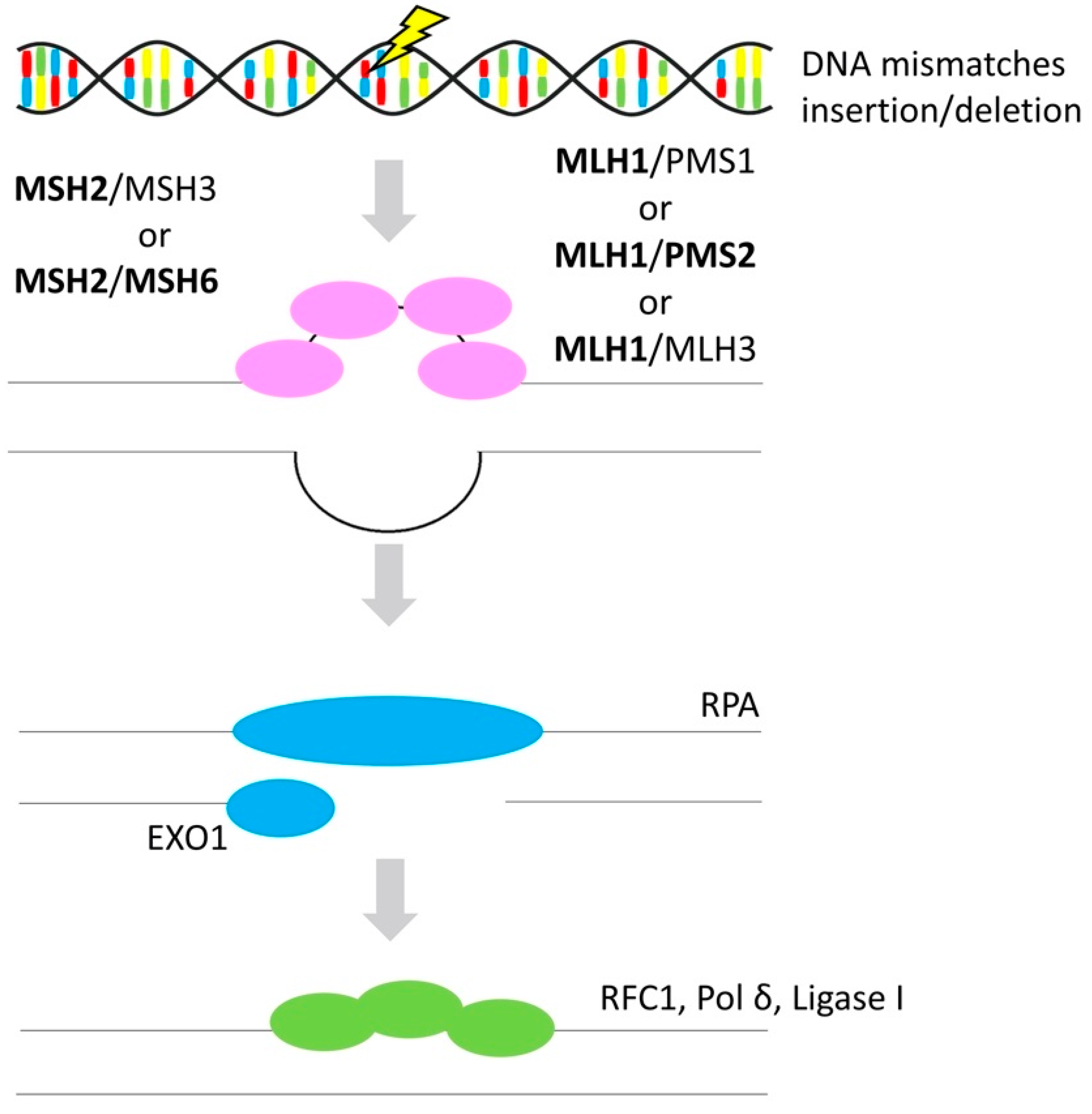 Cancers 12 01713 g004