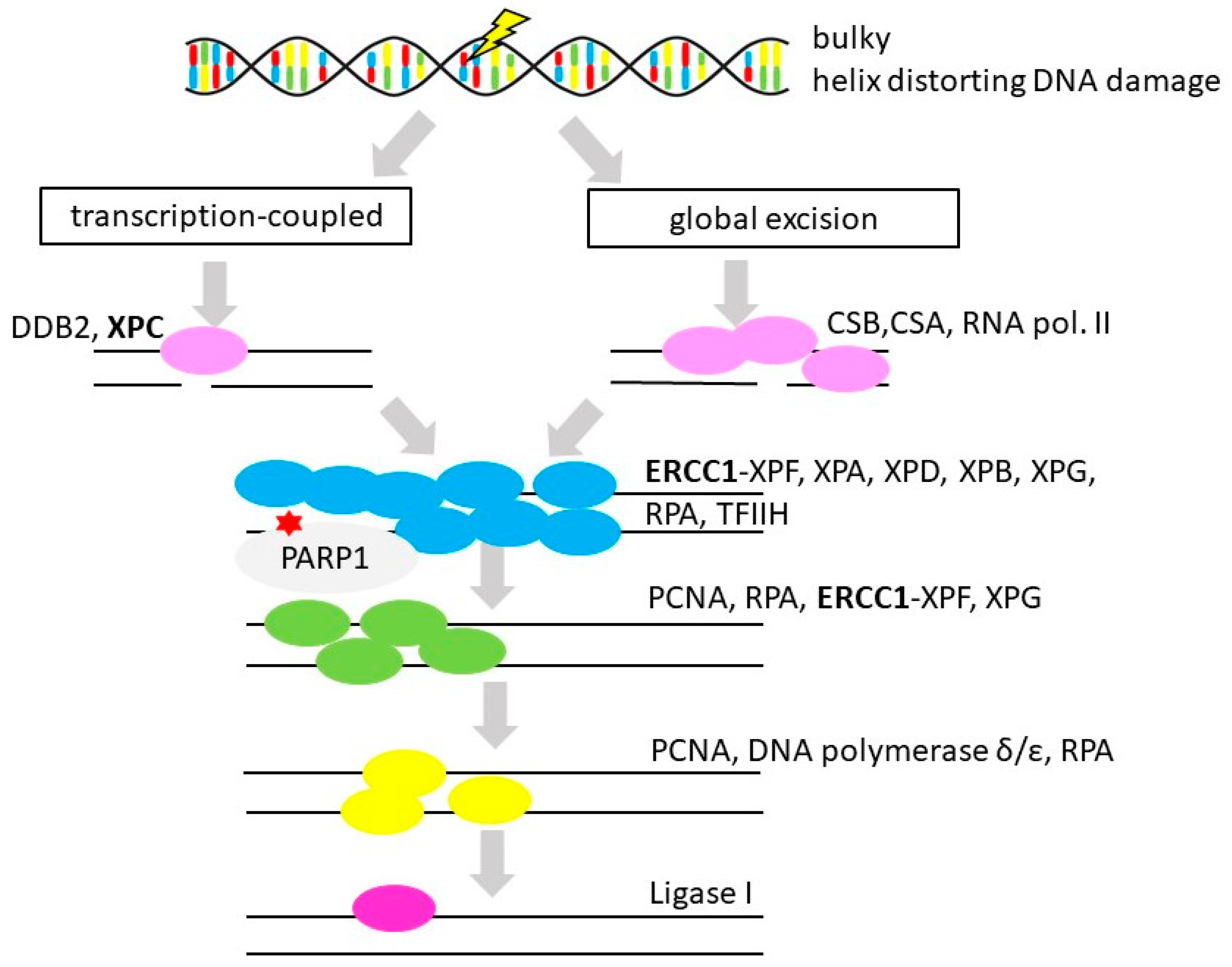 Cancers 12 01713 g006