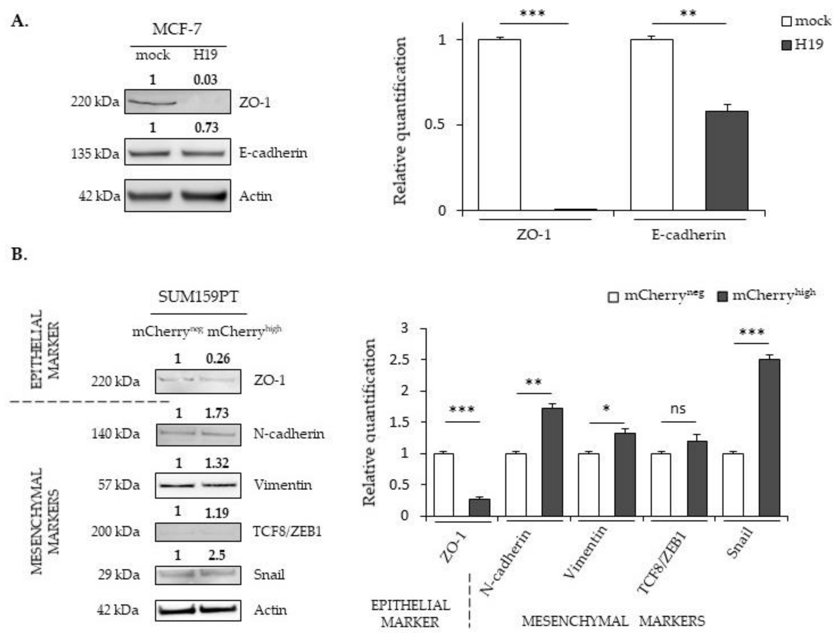 Cancers 12 01730 g004a