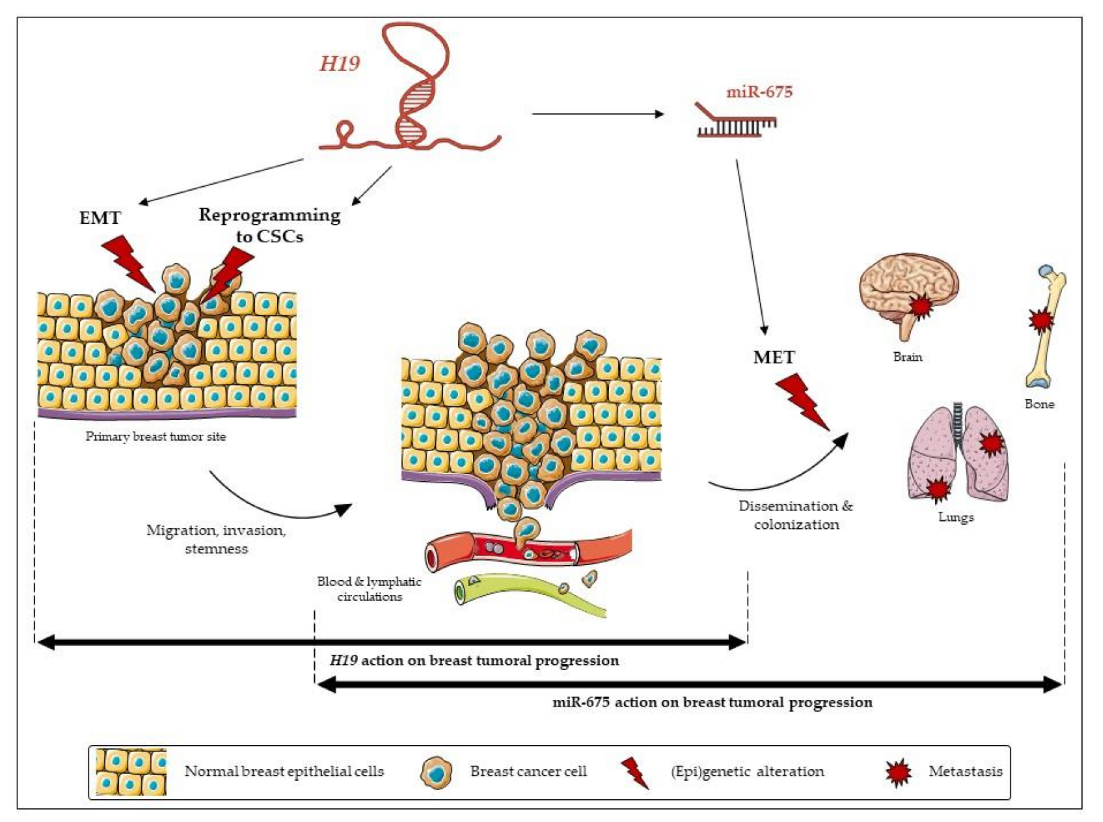 Cancers 12 01730 g008