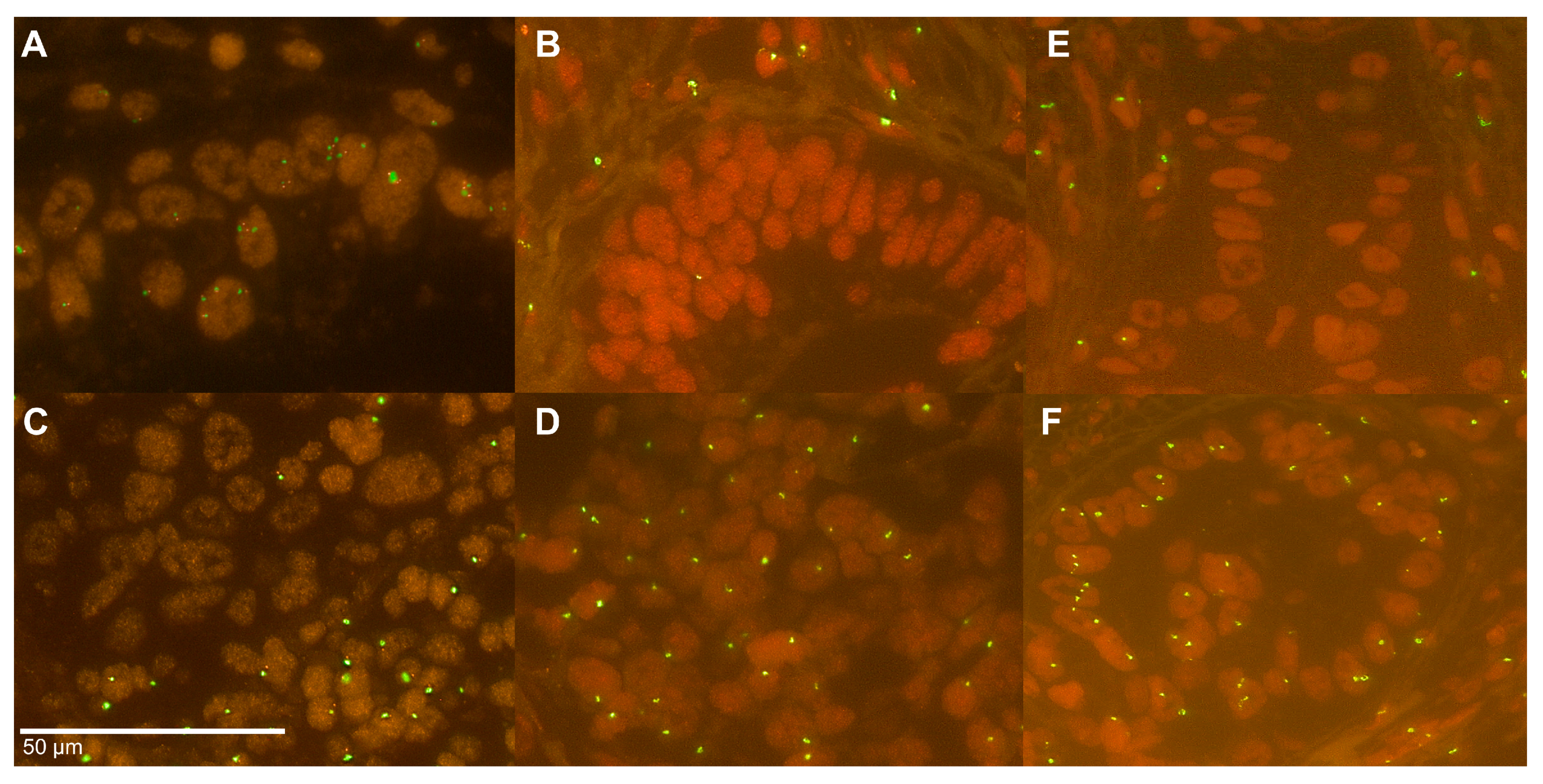 Cancers 12 01743 g002 Cancers 12 01743 g002