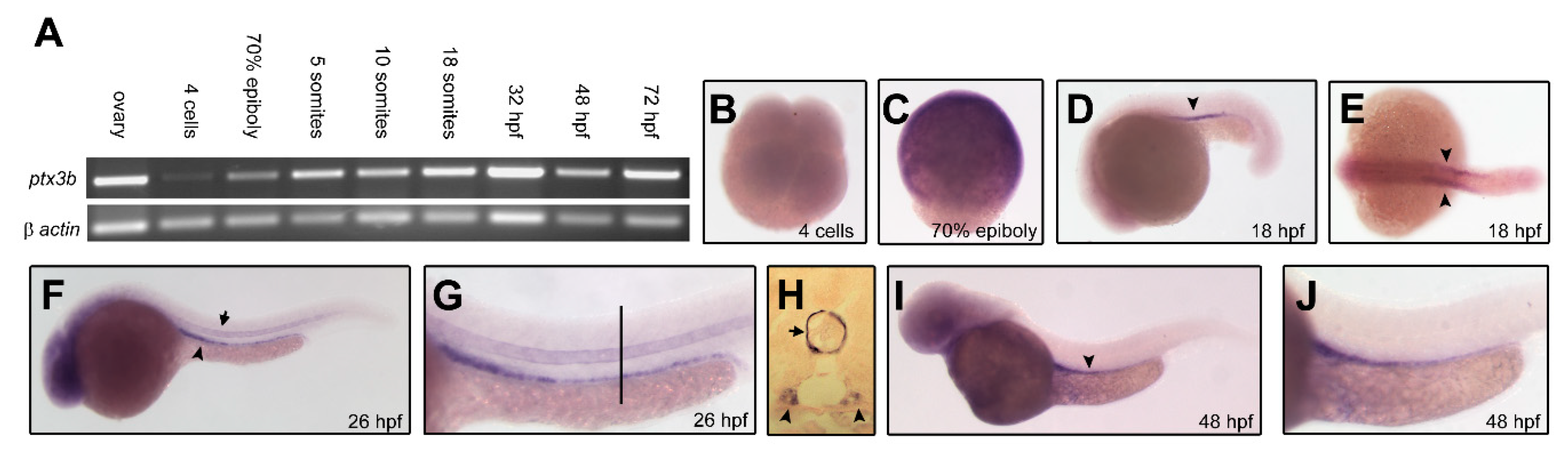 Cancers 12 01756 g001