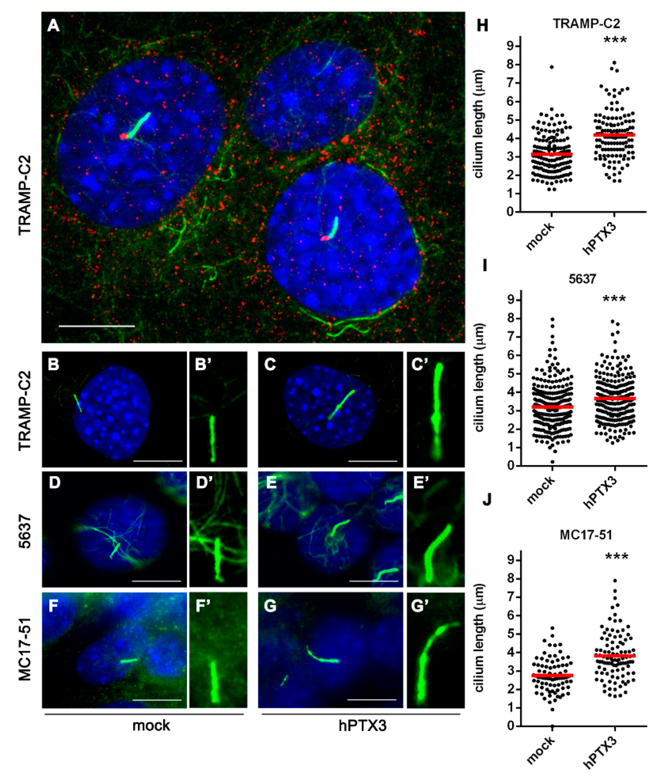 Cancers 12 01756 g005