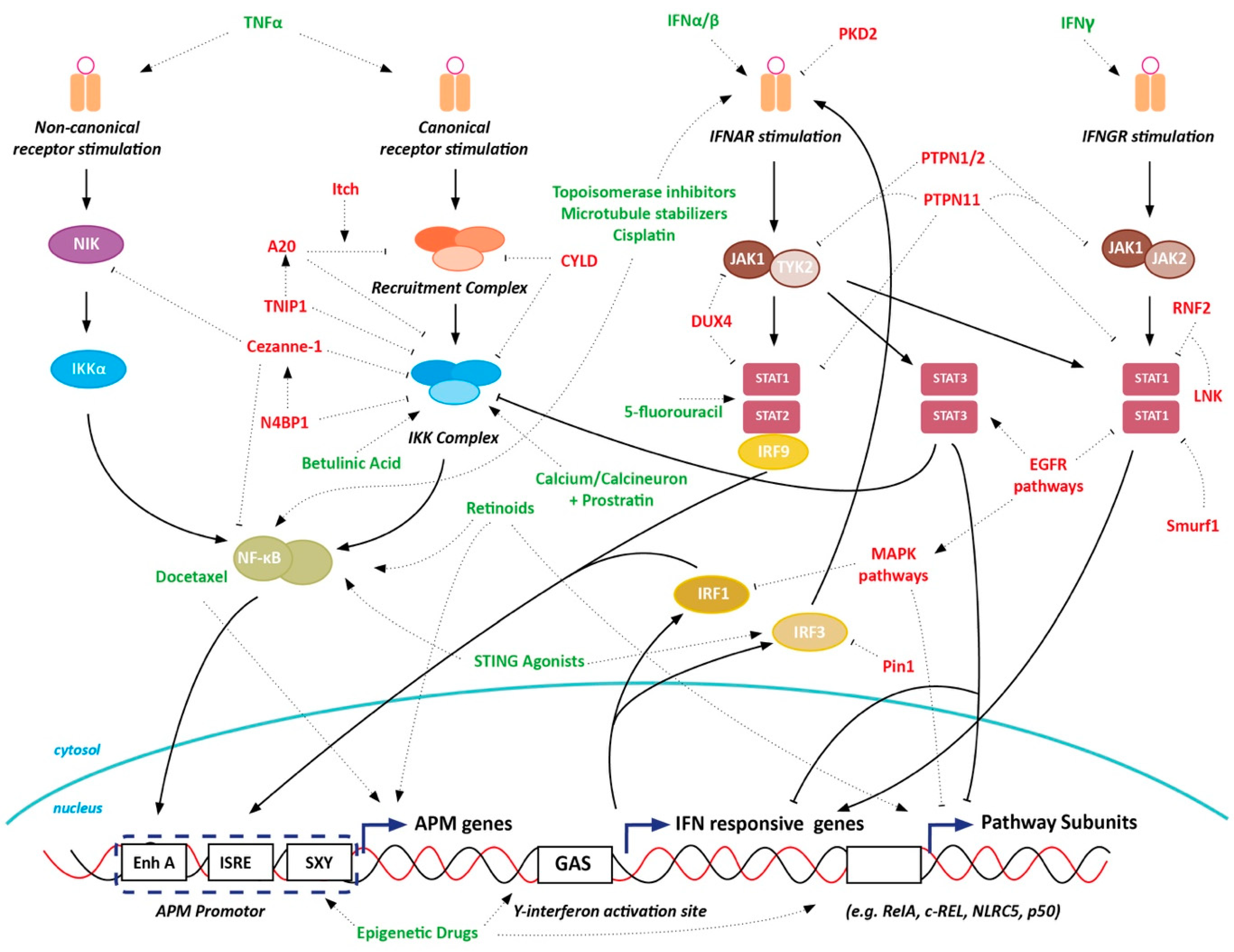 Cancers 12 01760 g004