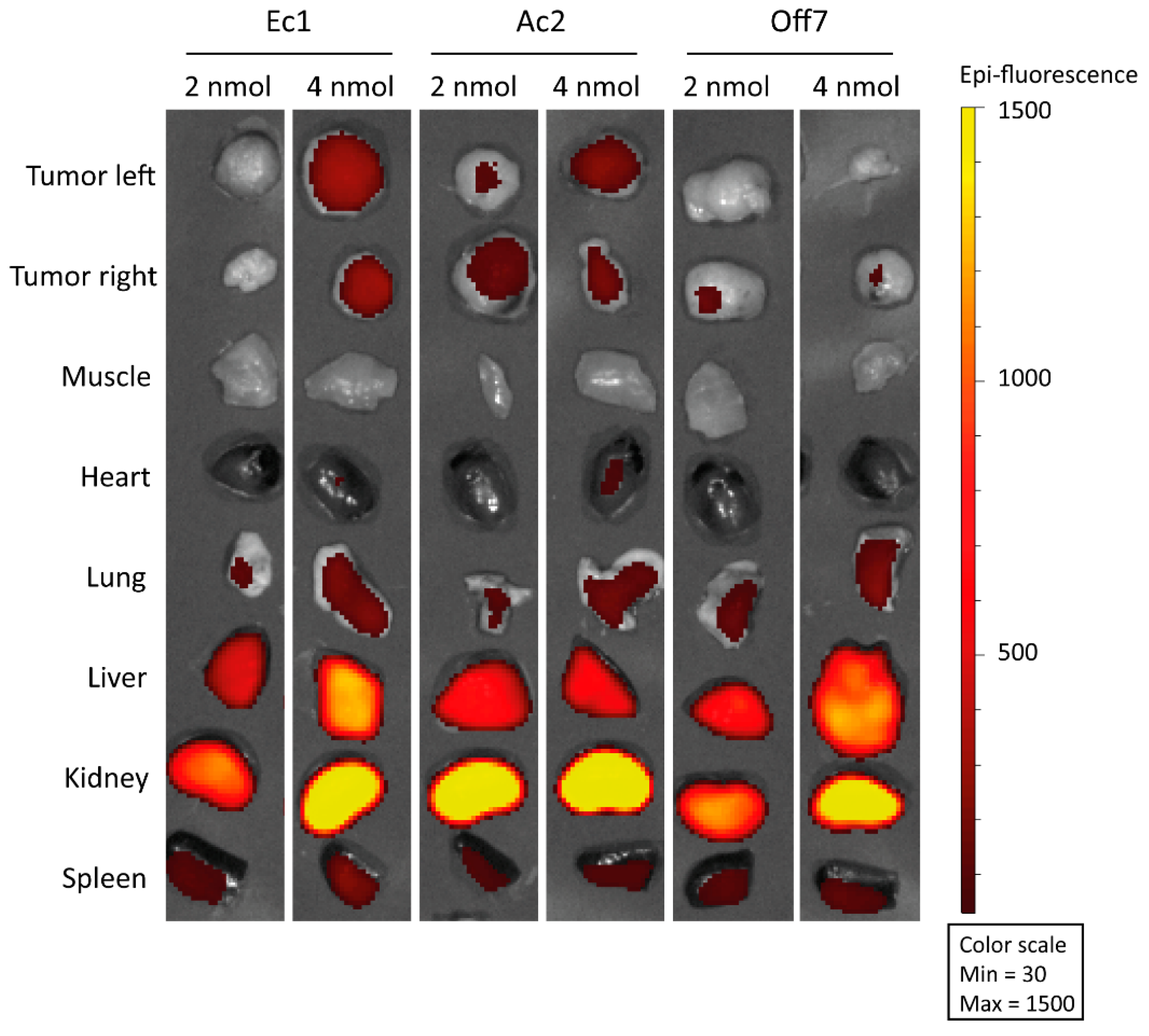 Cancers 12 01762 g005 Cancers 12 01762 g005