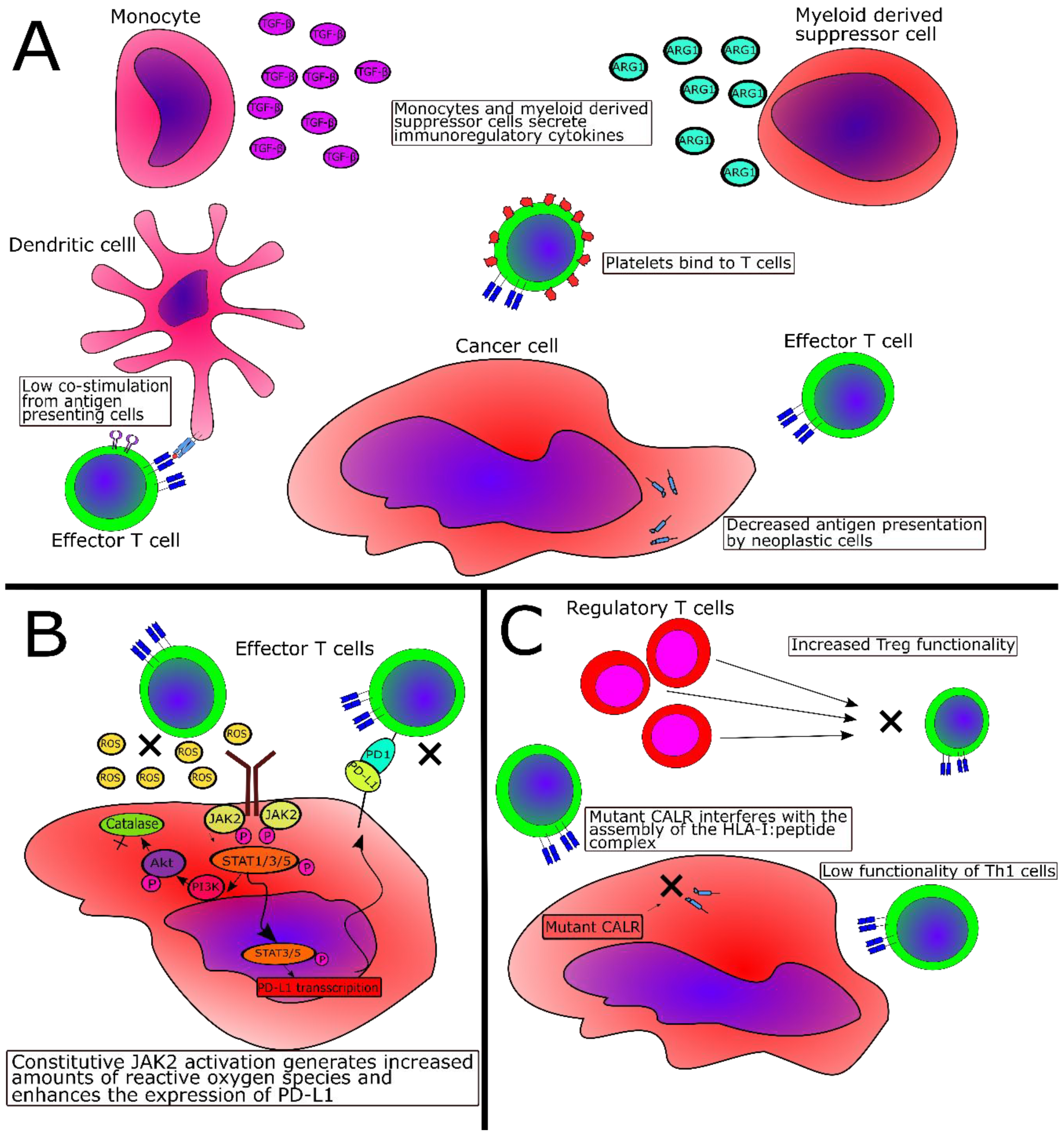 Cancers 12 01763 g001 Cancers 12 01763 g001