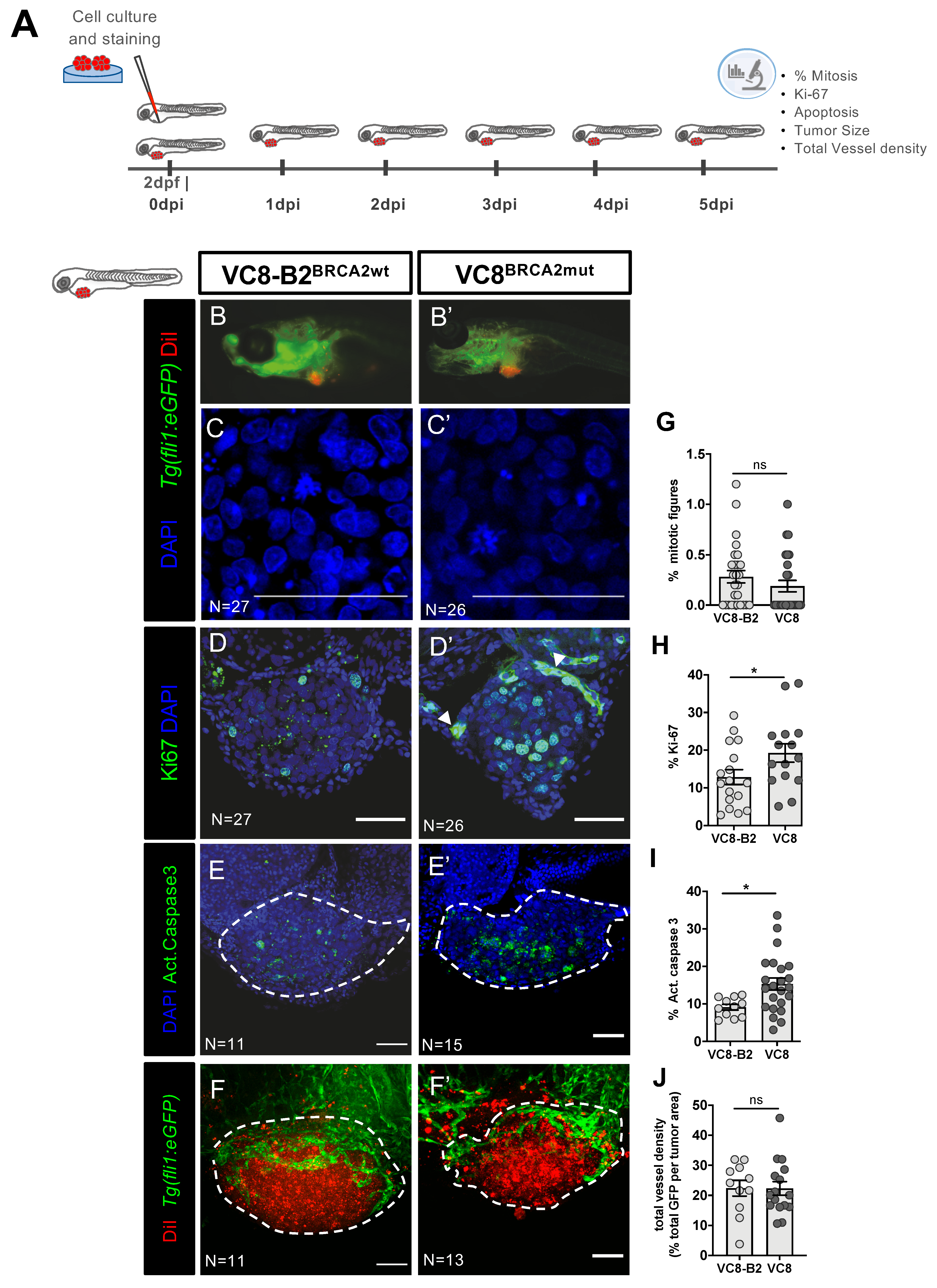 Cancers 12 01769 g001 Cancers 12 01769 g001