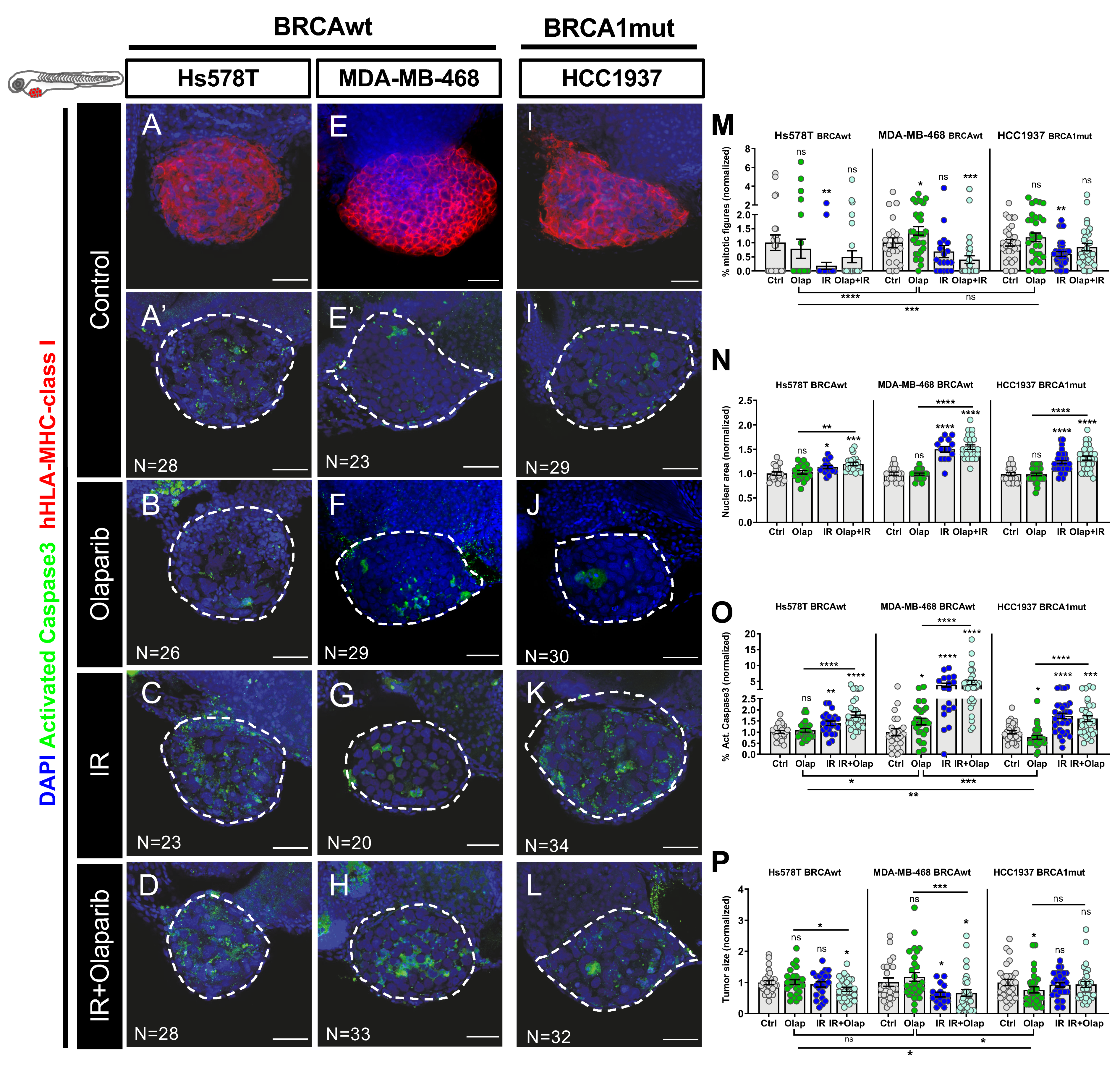 Cancers 12 01769 g003 Cancers 12 01769 g003