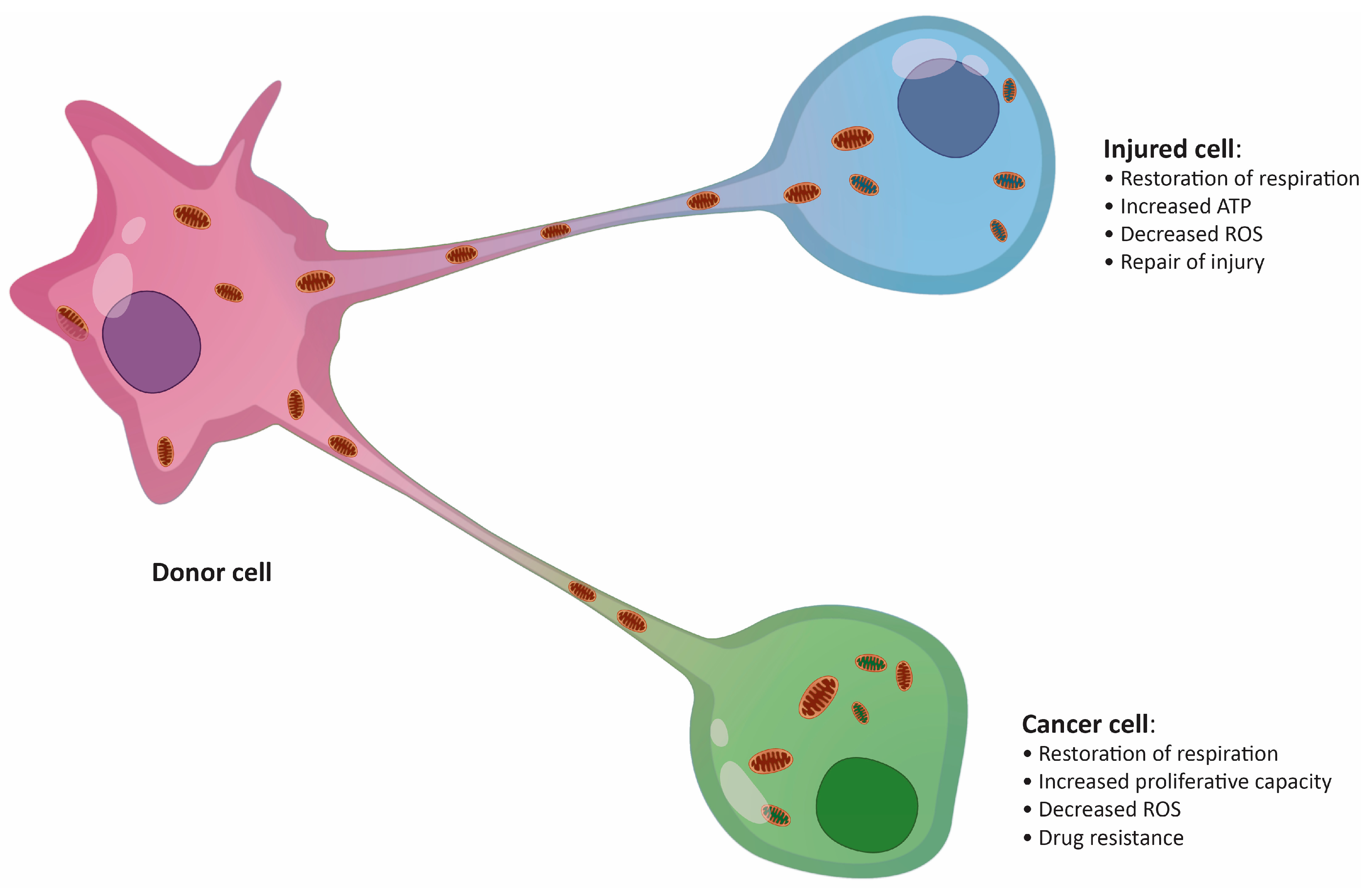 Cancers 12 01787 g001