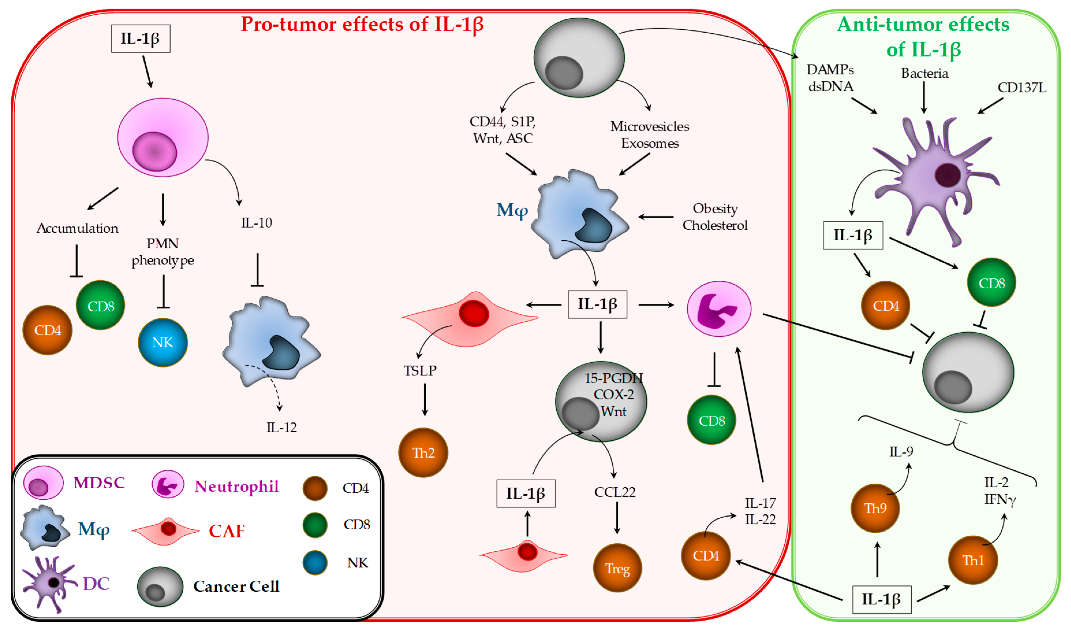 Cancers 12 01791 g002