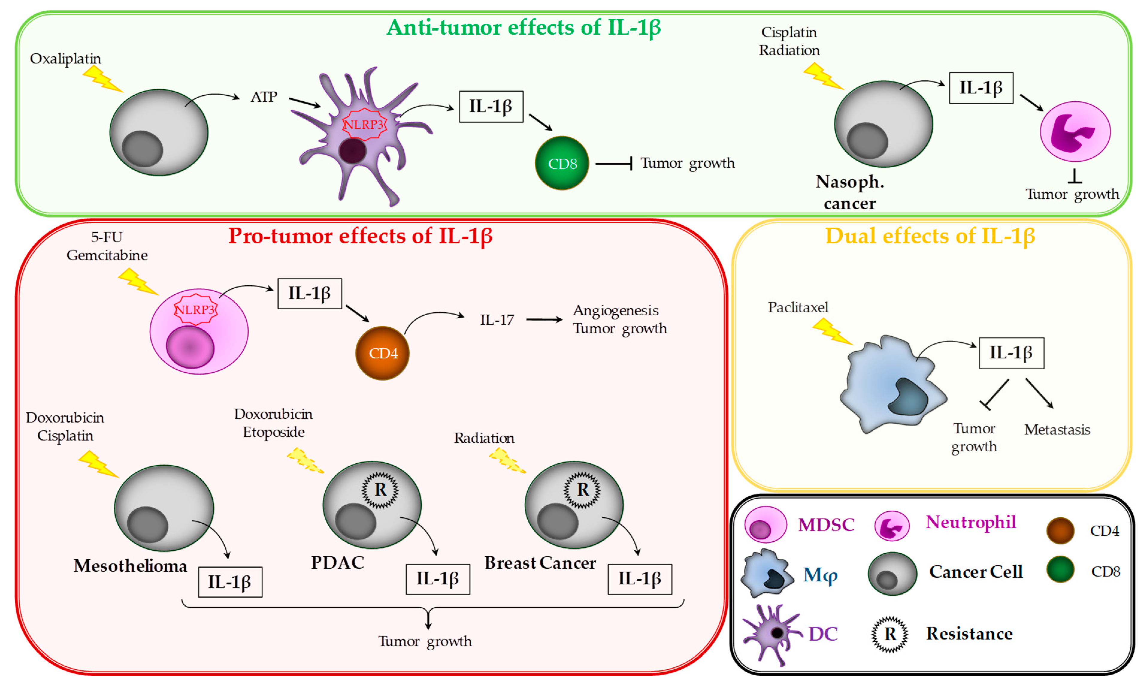 Cancers 12 01791 g003