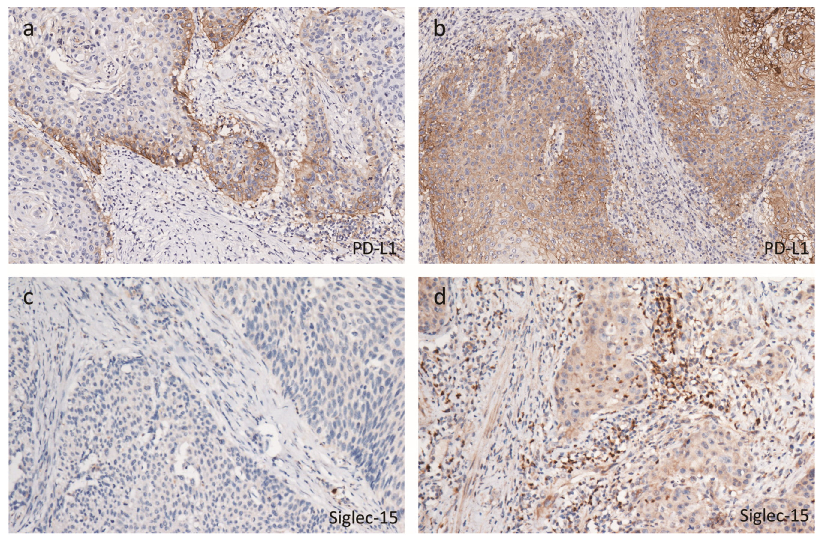 Cancers 12 01796 g001 Cancers 12 01796 g001