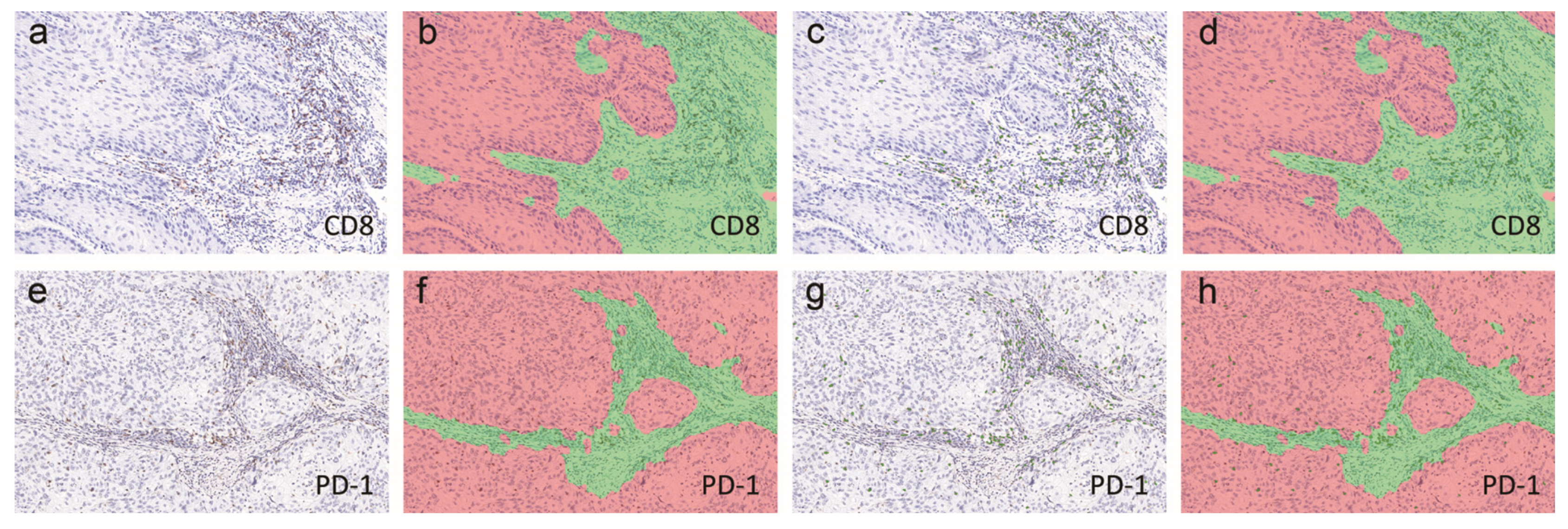 Cancers 12 01796 g006 Cancers 12 01796 g006