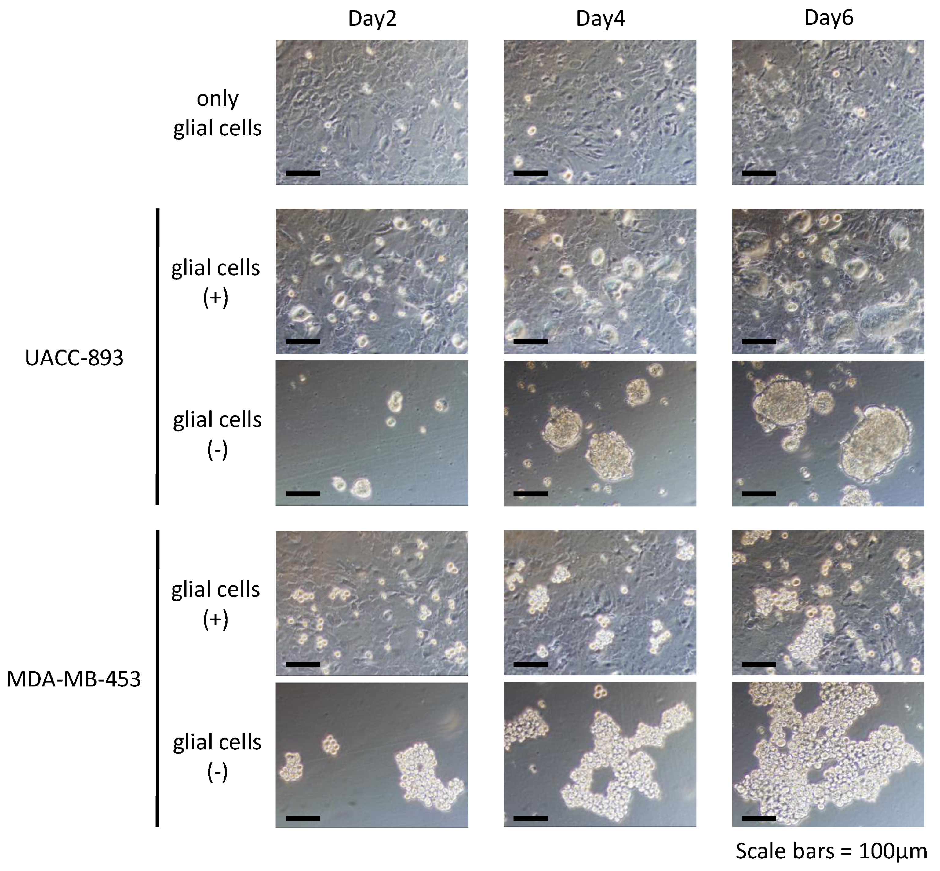 Cancers 12 01811 g003
