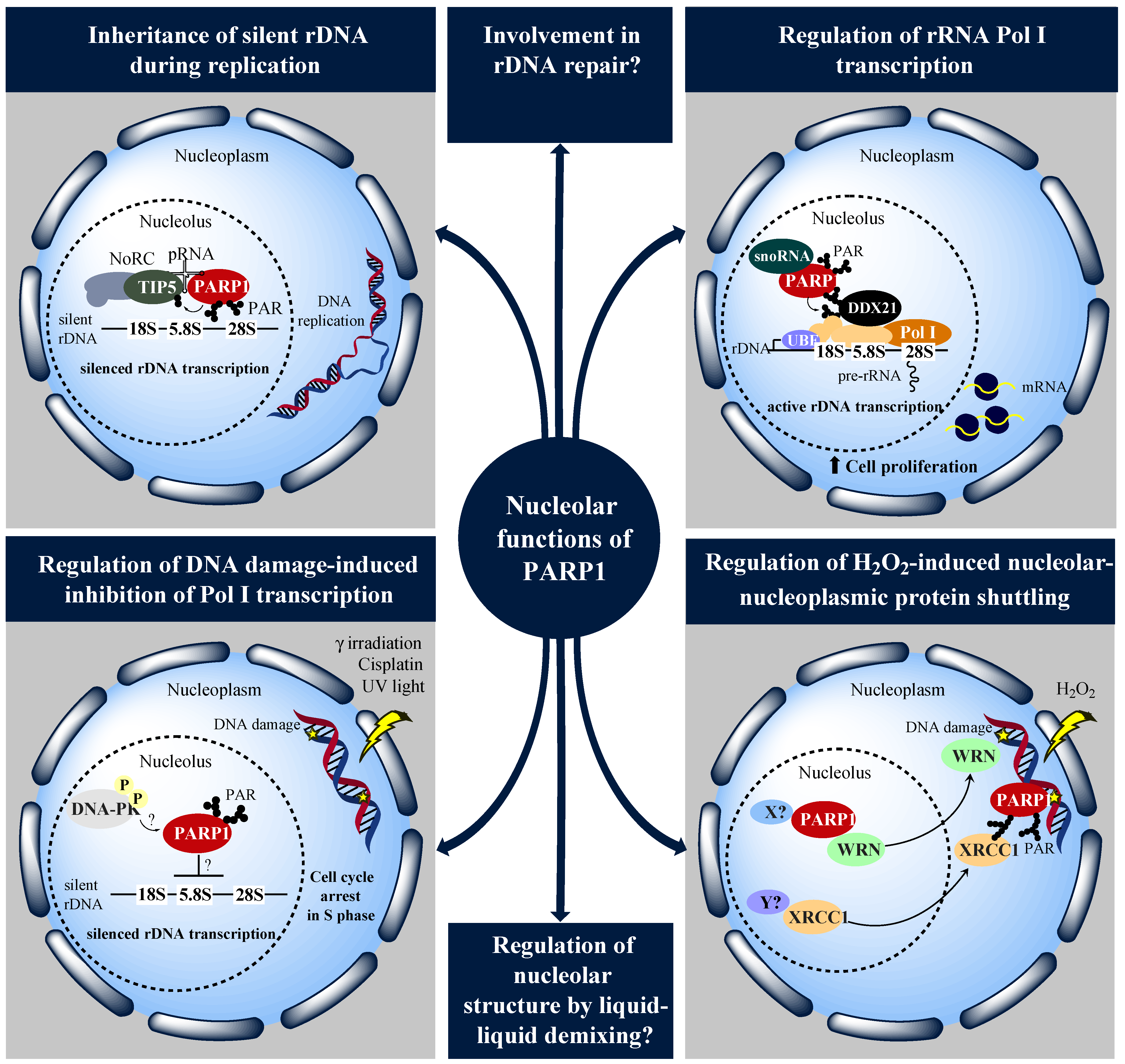 Cancers 12 01813 g001