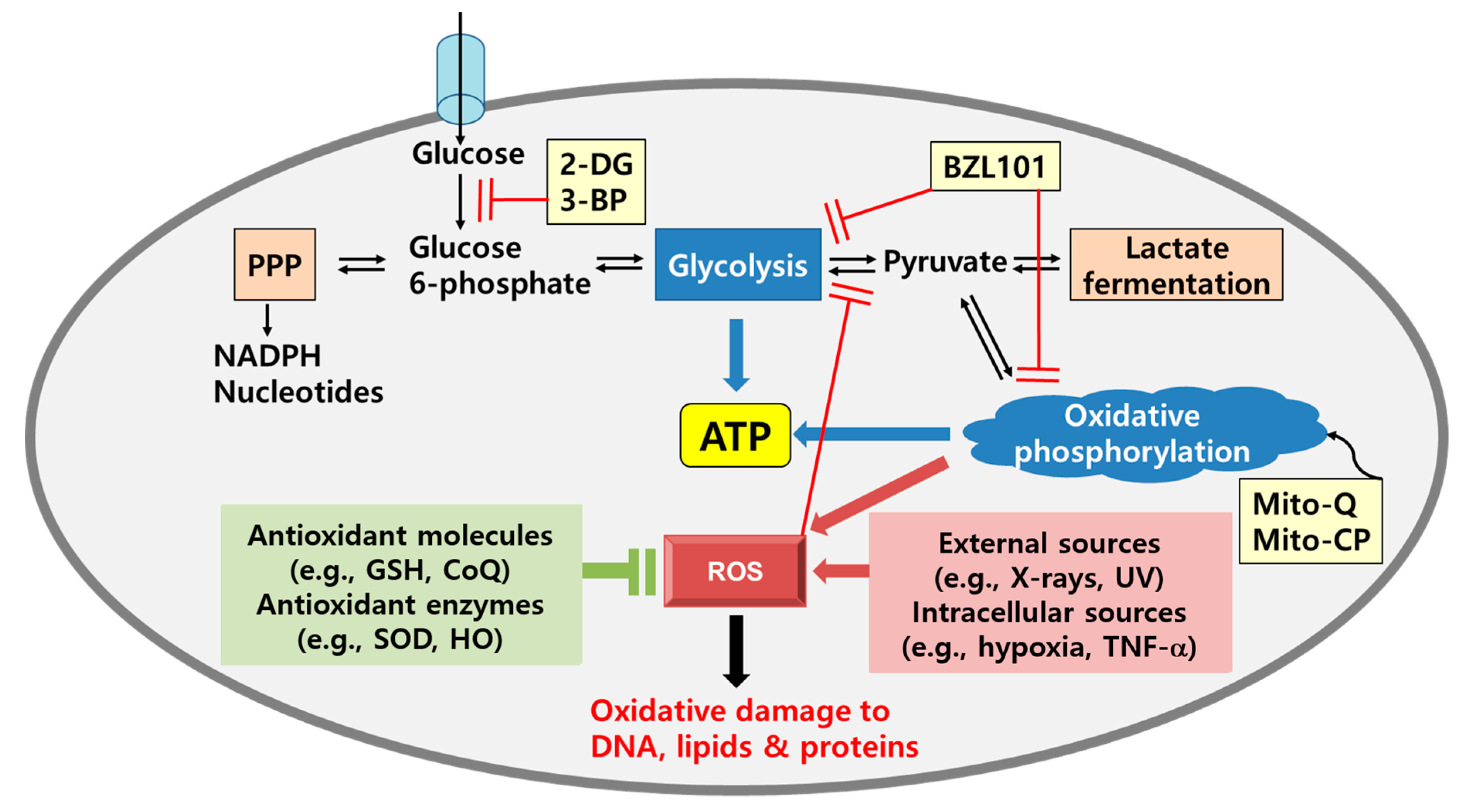 Cancers 12 01822 g001