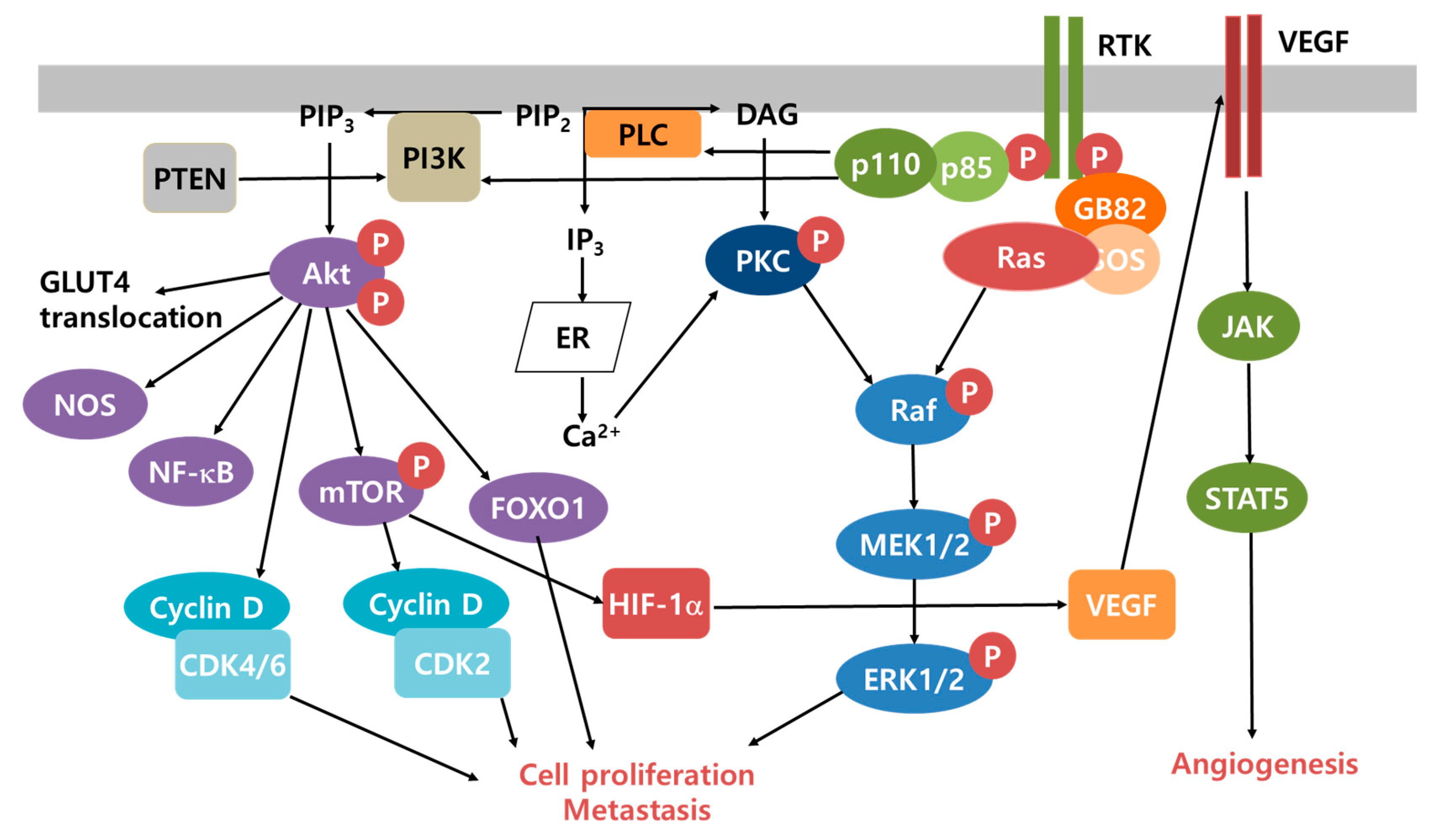 Cancers 12 01822 g002